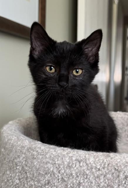 Enlarge Pia, an adoptable Domestic Short Hair in Grove City, OH image 1/3