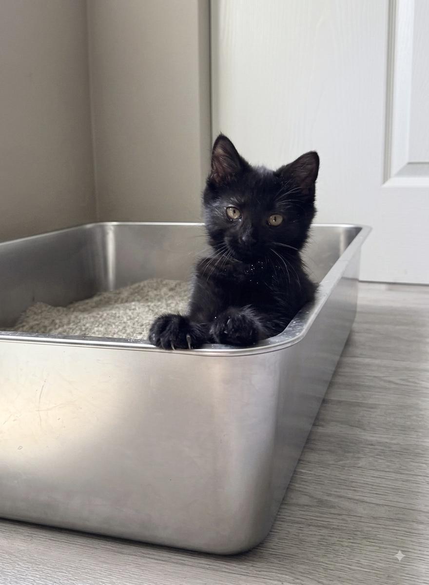 Enlarge Pia, an adoptable Domestic Short Hair in Grove City, OH image 3/3