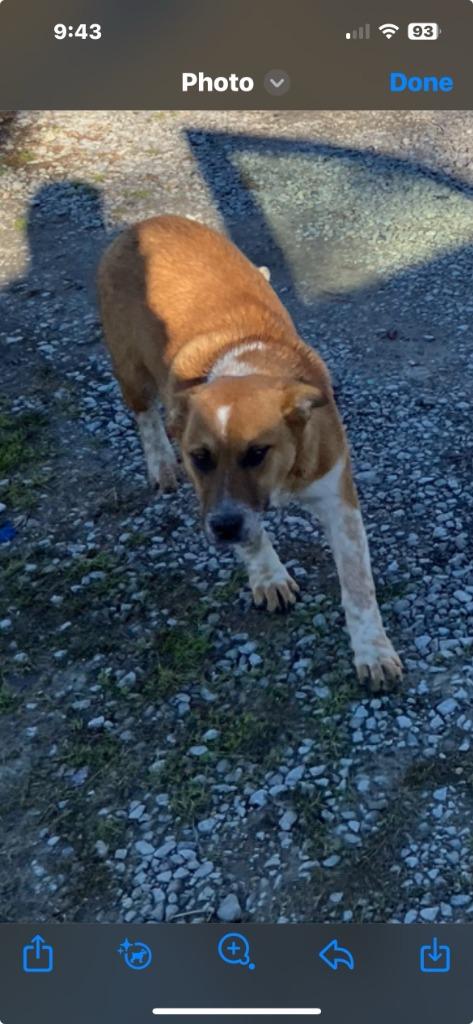 Red -Available For Adoption, Adoptable, Young Male Mixed Breed.