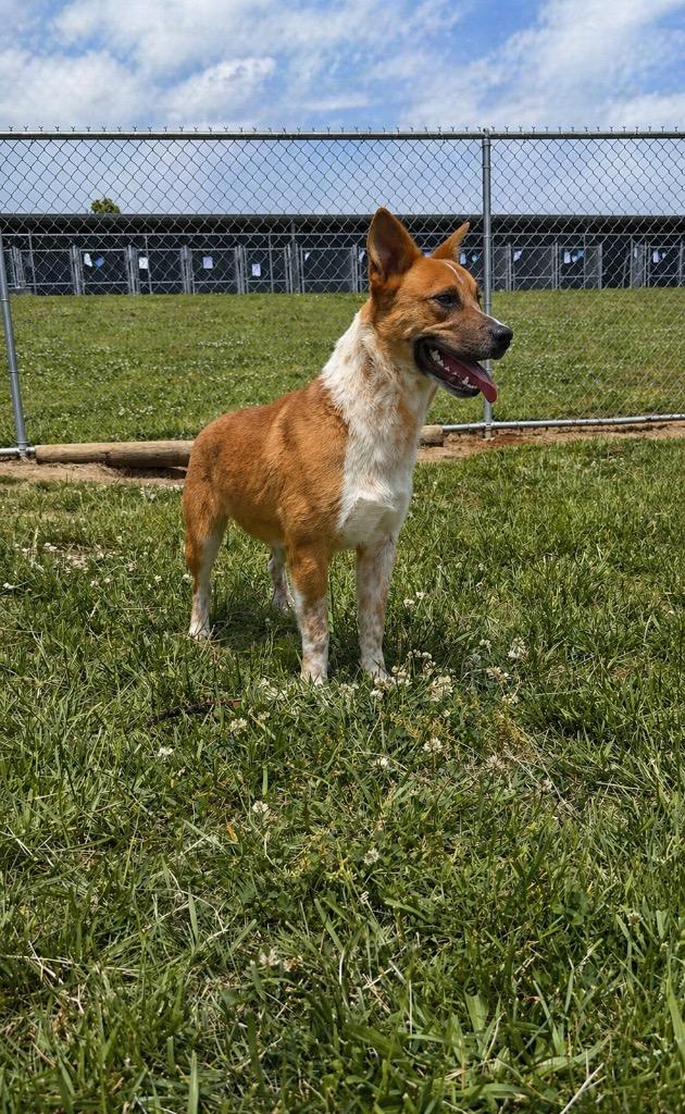 Enlarge Red -Available, a Adoptable mixed breed in Chickamauga , GA image 2/6