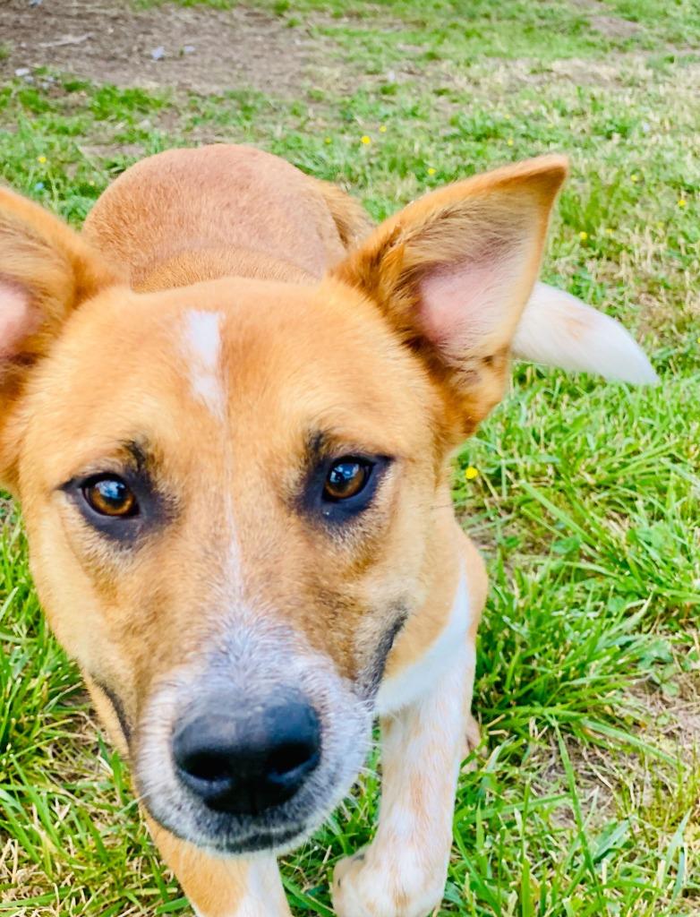 Red -Available, a Adoptable mixed breed in Chickamauga , GA image 2/6