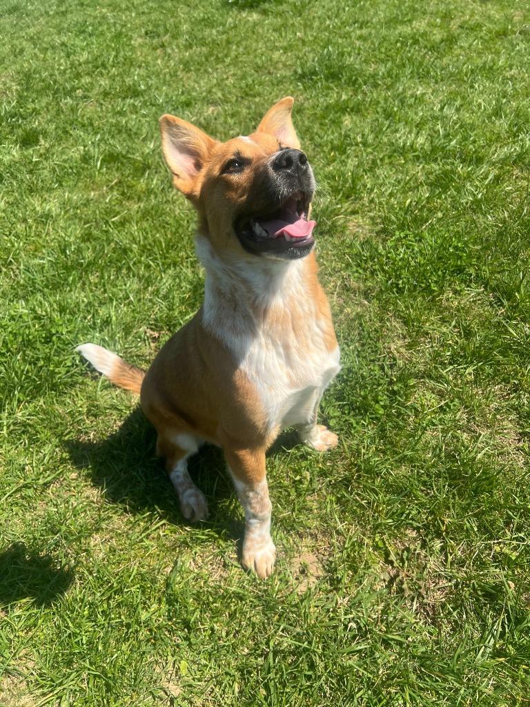 Enlarge Red -Available For Adoption, a Adoptable mixed breed in Chickamauga , GA image 2/5