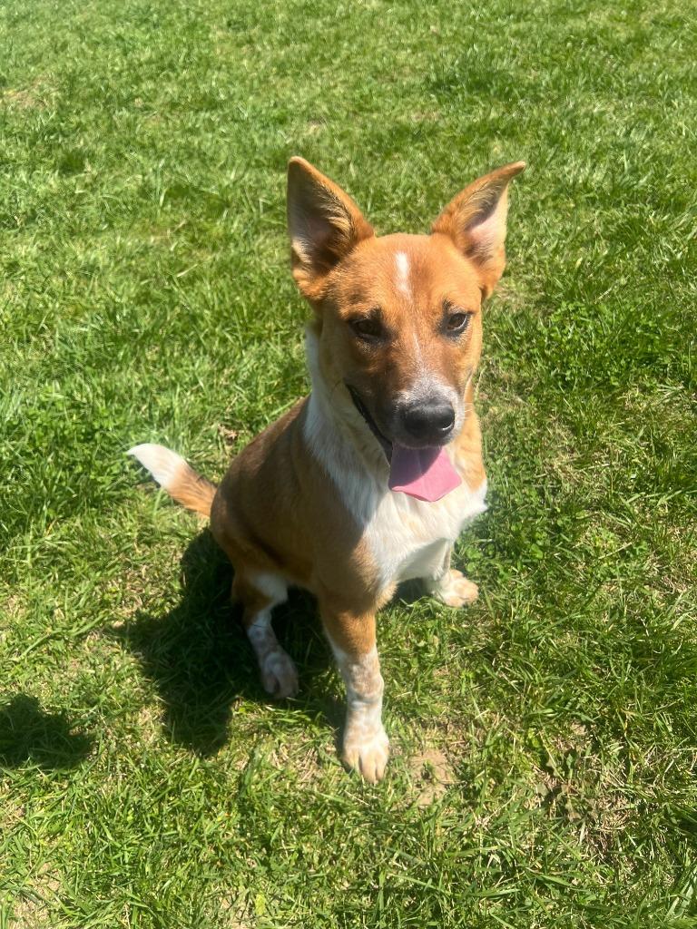 Enlarge Red -Available For Adoption, a Adoptable mixed breed in Chickamauga , GA image 3/5