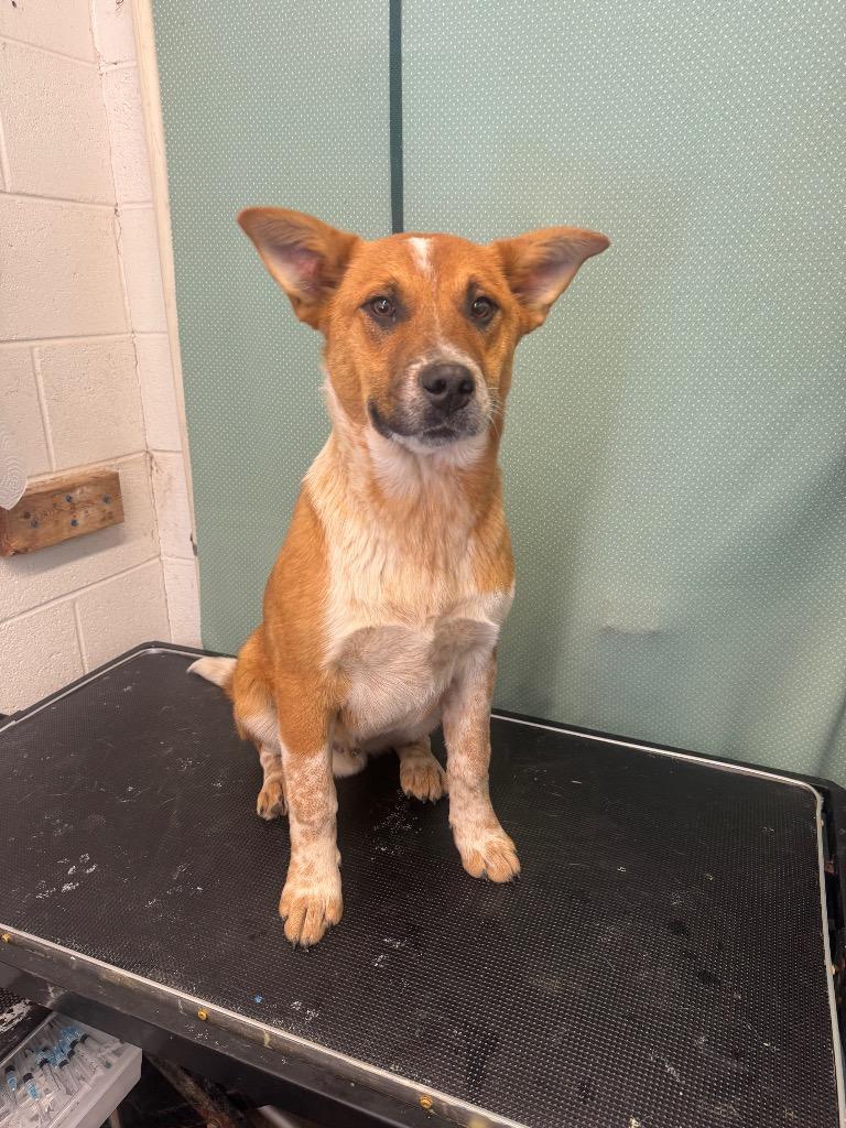 Enlarge Red -Available For Adoption, a Adoptable mixed breed in Chickamauga , GA image 4/5