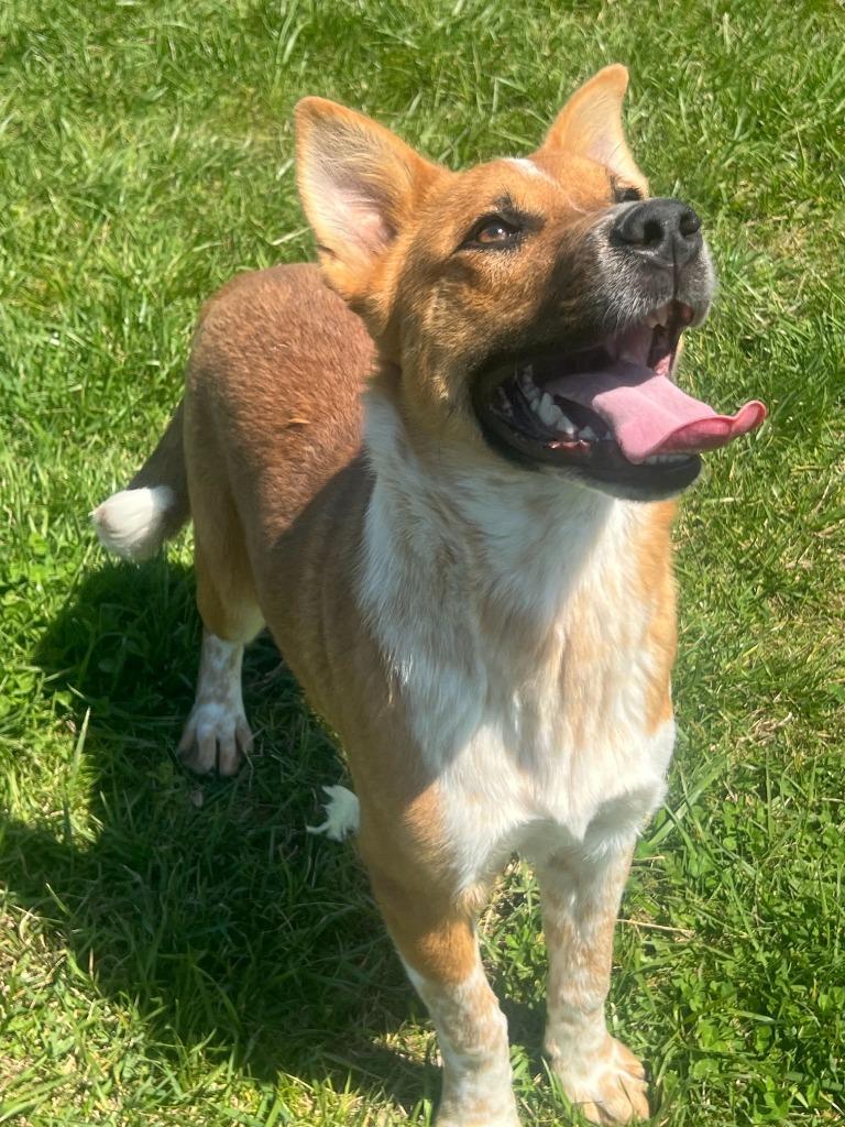 Enlarge Red -Available For Adoption, a Adoptable mixed breed in Chickamauga , GA image 5/5