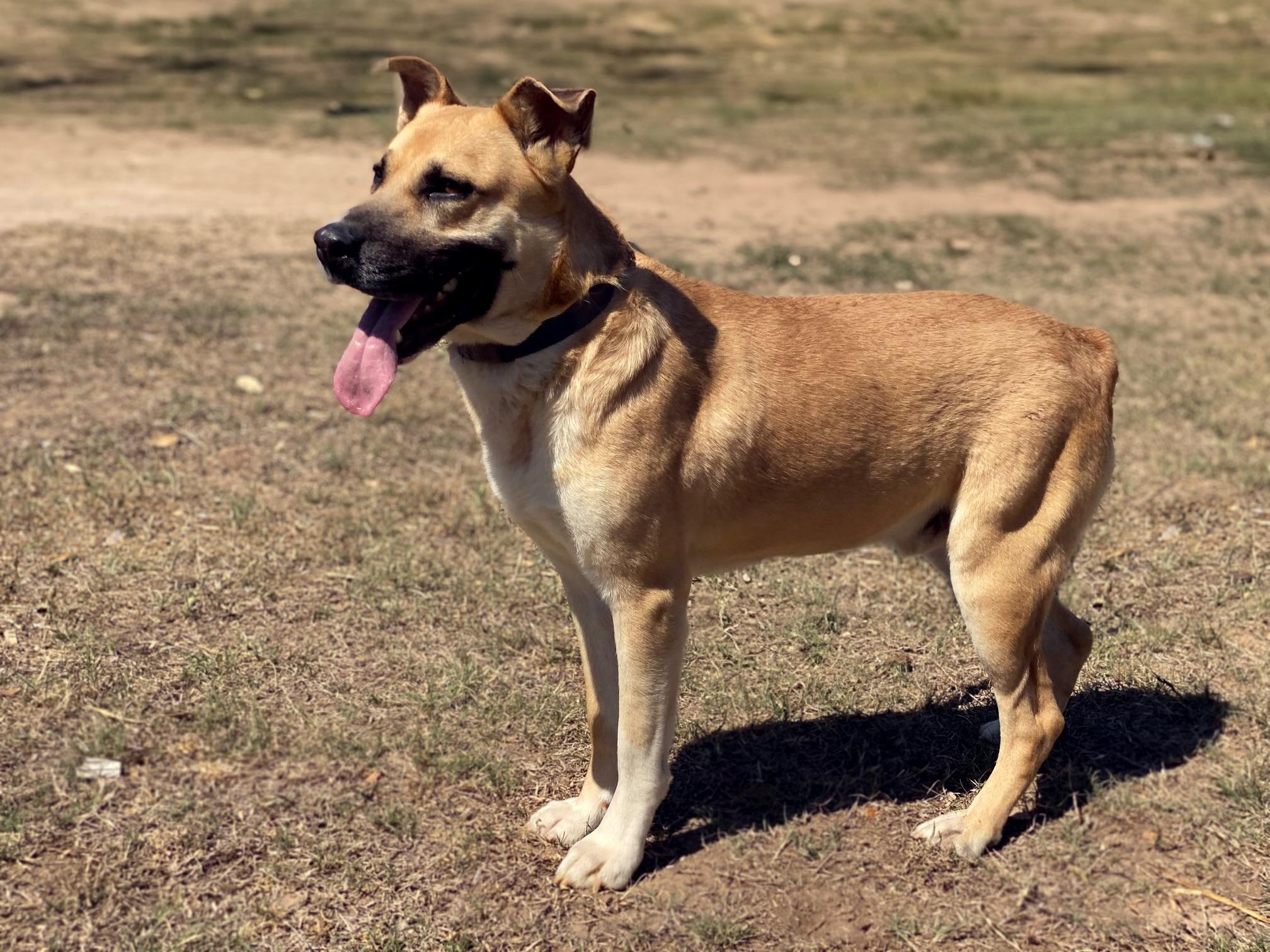 John Paul, an adoptable Shepherd in Fargo, ND, 58103 | Photo Image 3