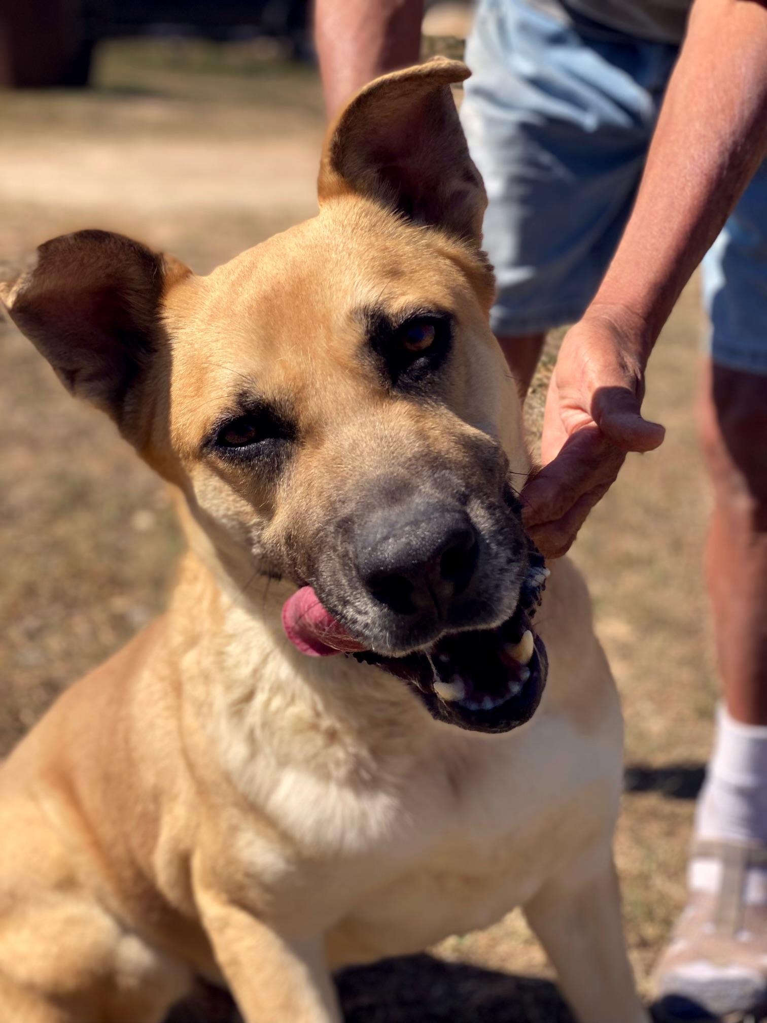 John Paul, an adoptable Shepherd in Fargo, ND, 58103 | Photo Image 2