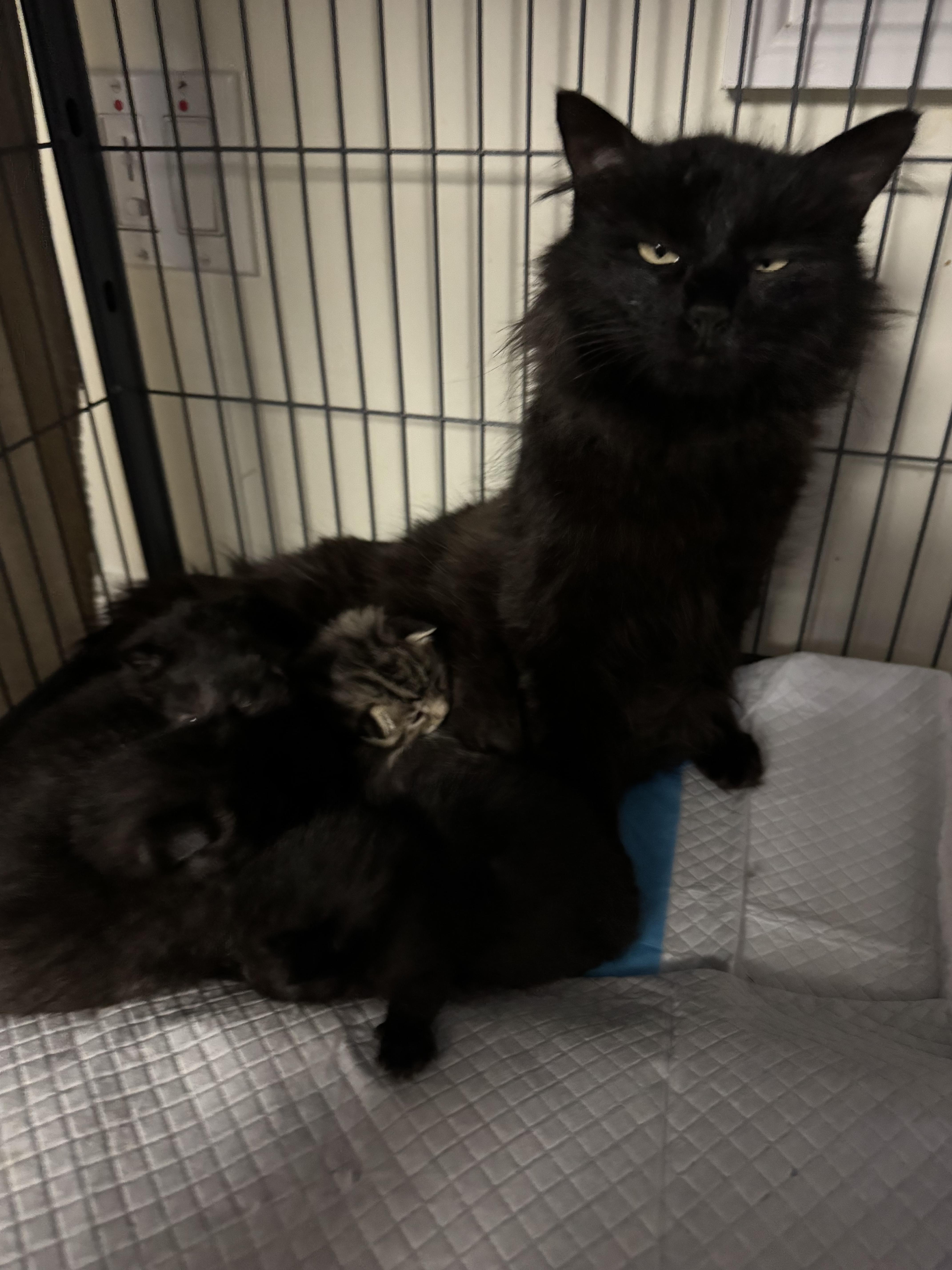 Enlarge Vivian , a ADOPTABLE Domestic Medium Hair in Brick, NJ image 3/4