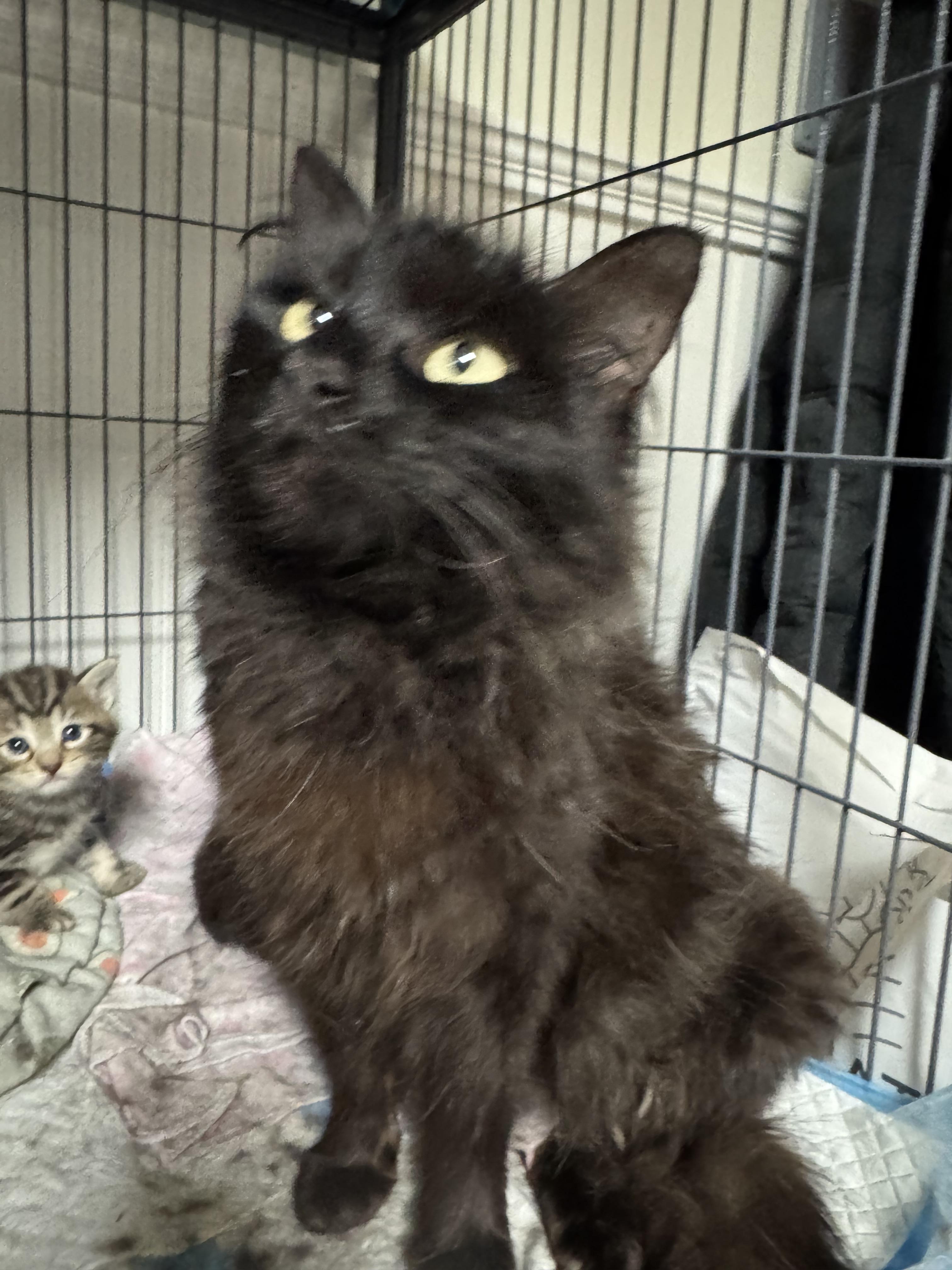 Enlarge Vivian , a ADOPTABLE Domestic Medium Hair in Brick, NJ image 2/4