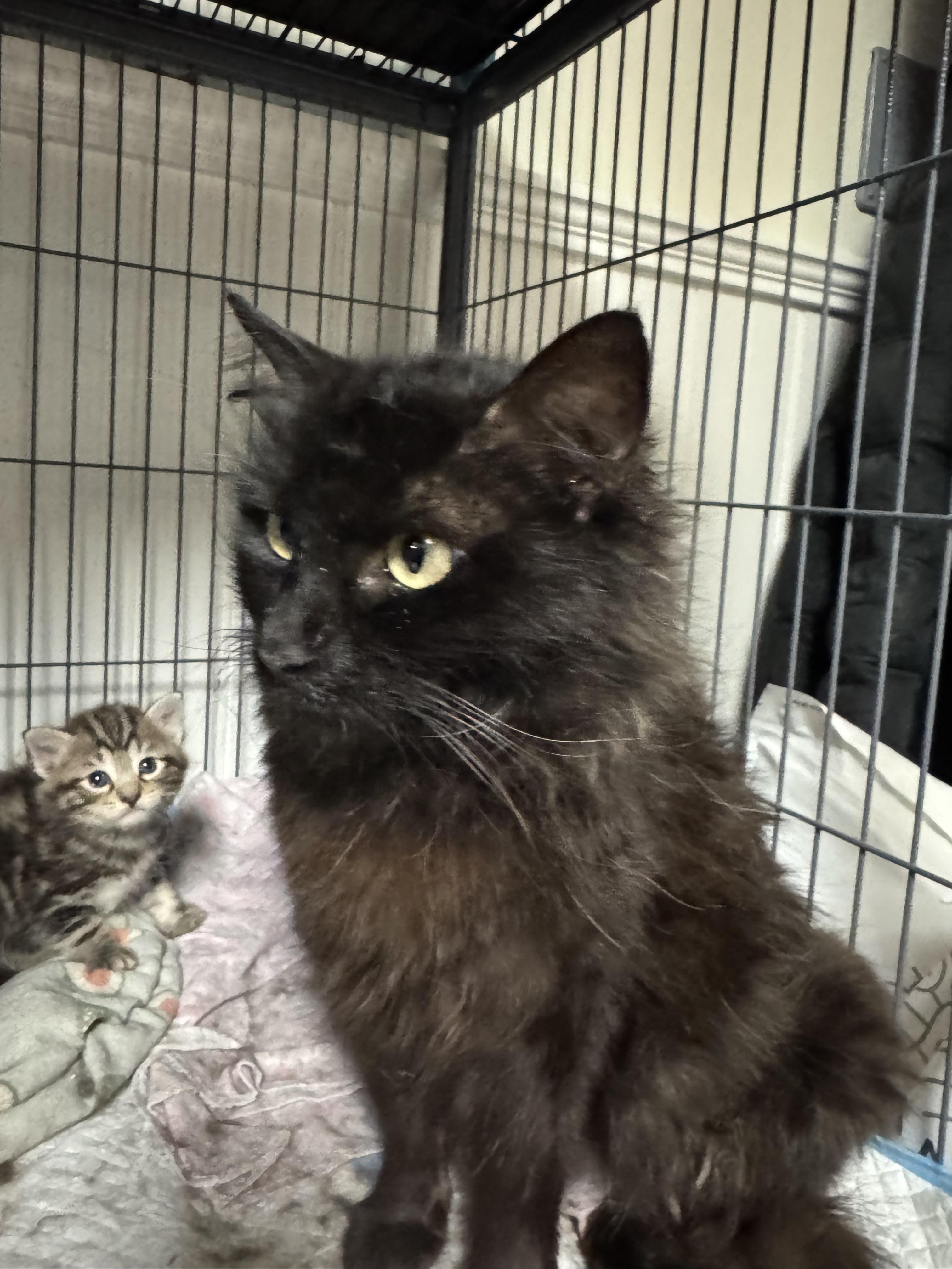 Enlarge Vivian , a ADOPTABLE Domestic Medium Hair in Brick, NJ image 4/4