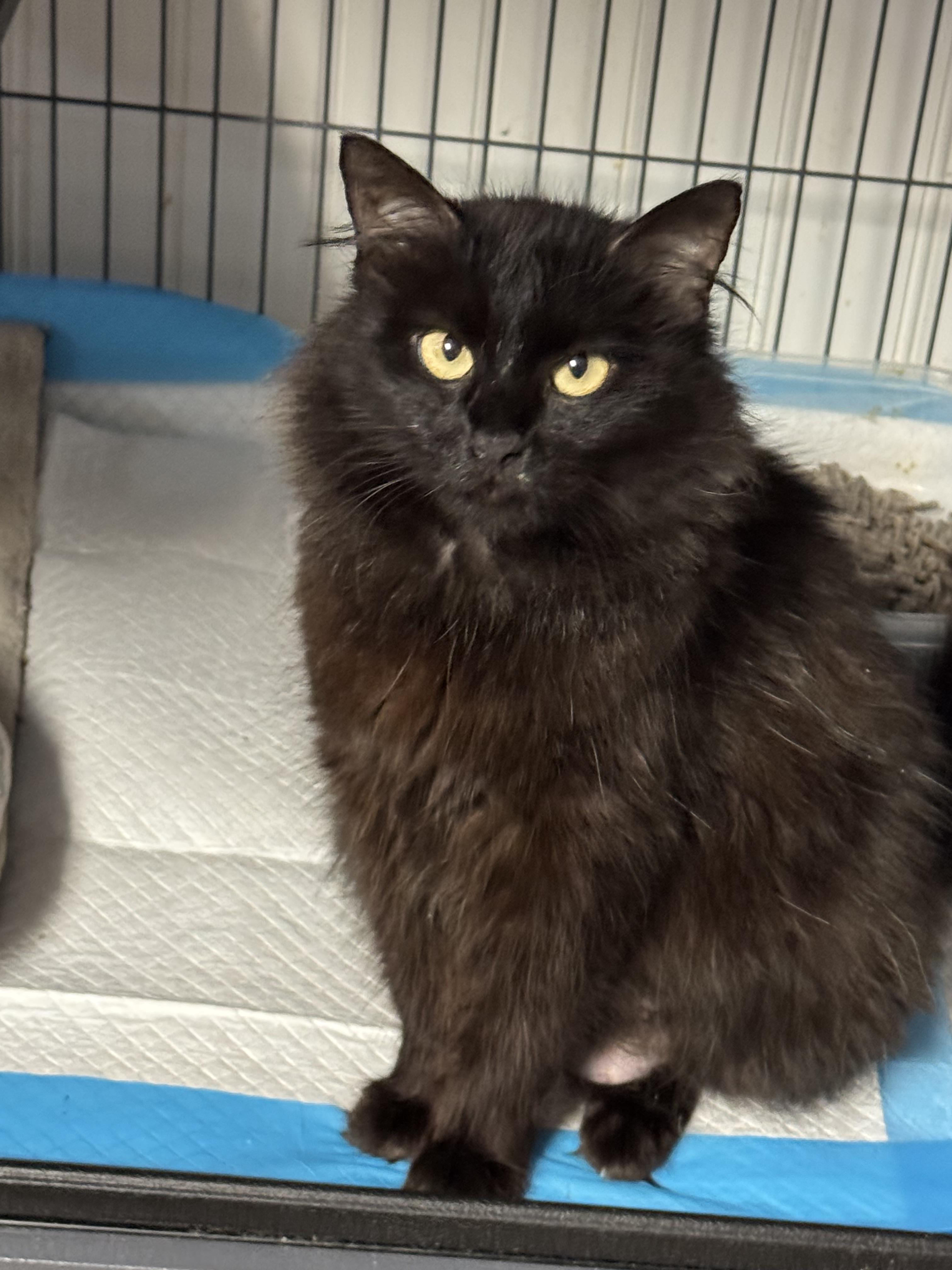 Vivian , a ADOPTABLE Domestic Medium Hair in Brick, NJ image 5/5