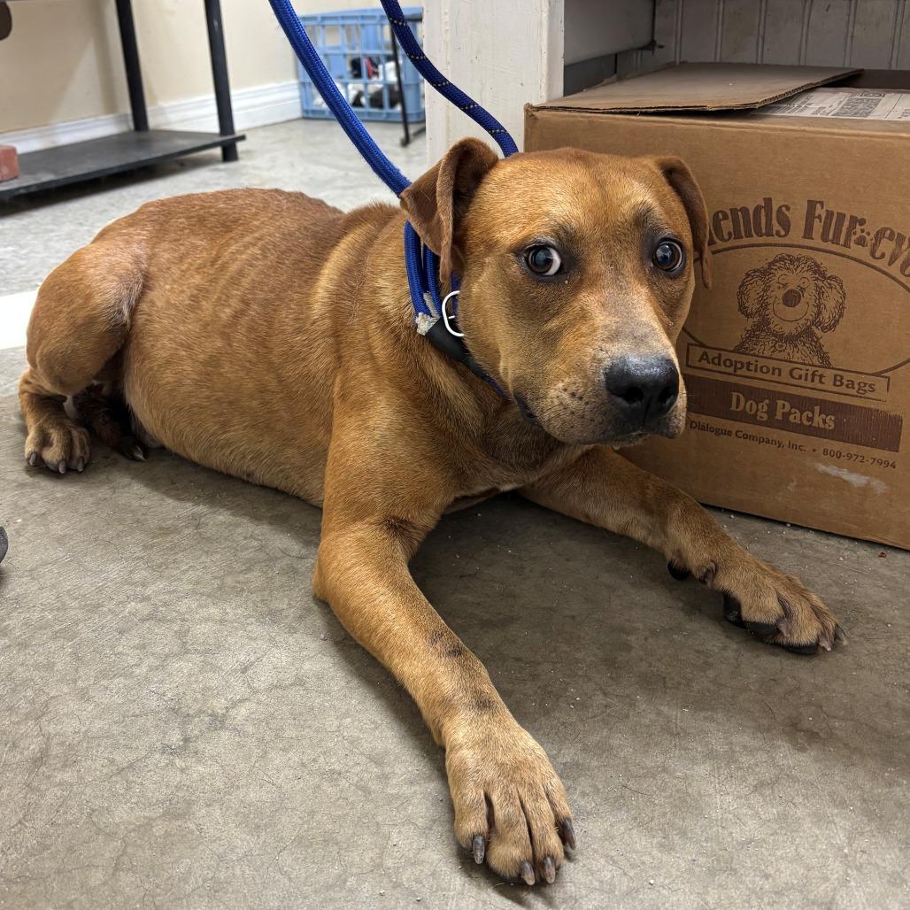 Archie, Adoptable, Adult Male Mixed Breed.