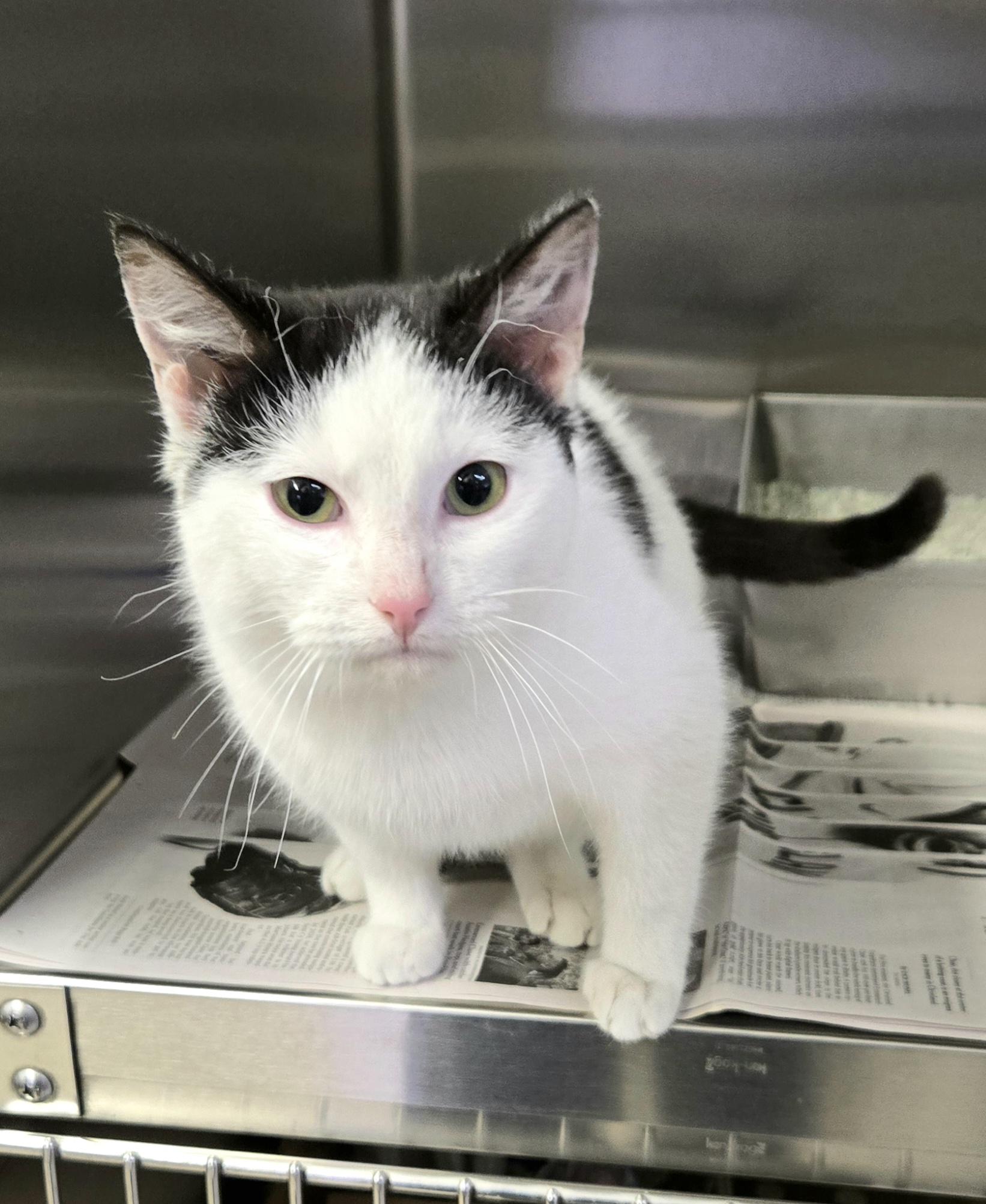 Hayden, a ADOPTABLE Domestic Short Hair in Arlington Heights, IL image 4/6