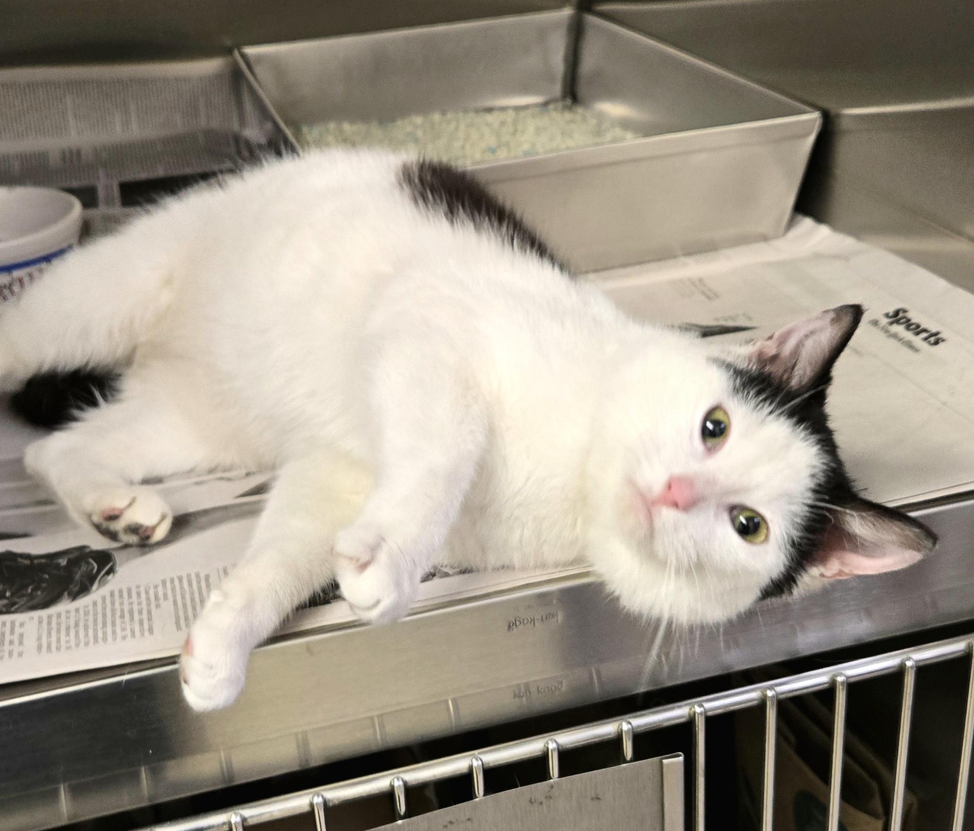 Hayden, a ADOPTABLE Domestic Short Hair in Arlington Heights, IL image 1/6