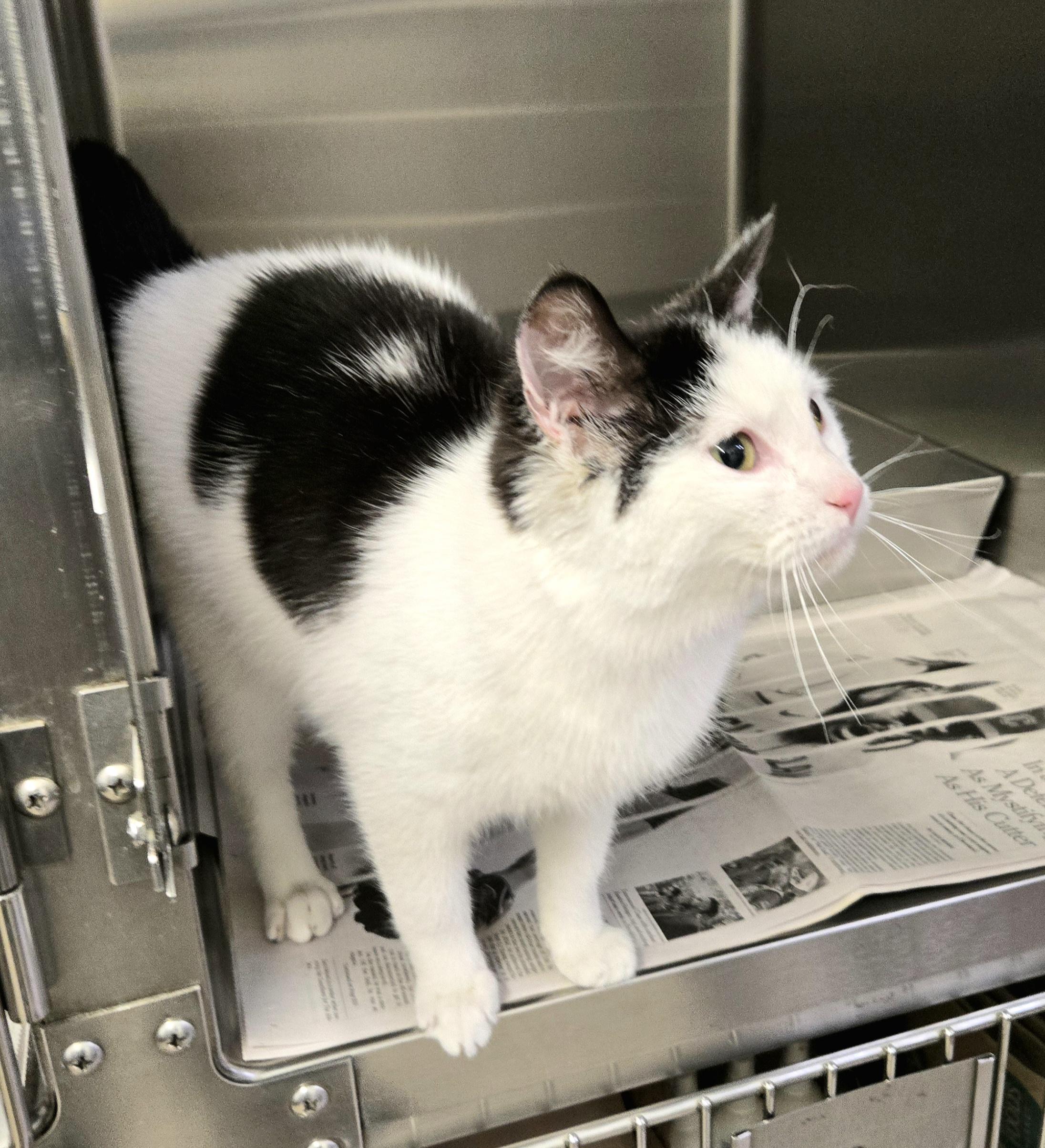 Hayden, a ADOPTABLE Domestic Short Hair in Arlington Heights, IL image 3/6