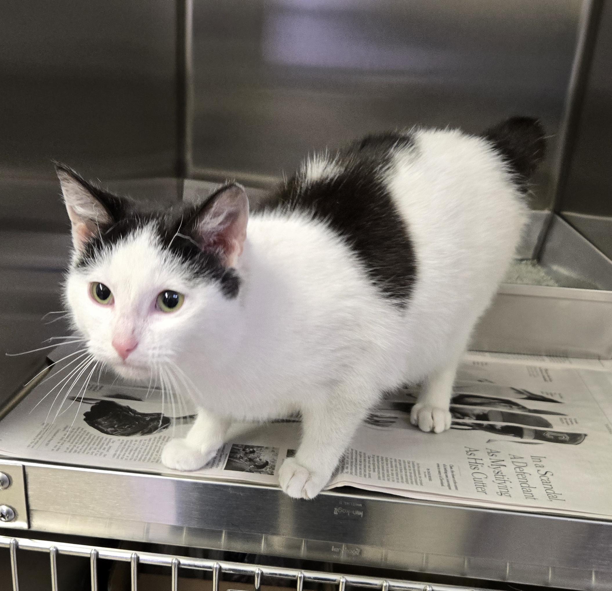 Hayden, a ADOPTABLE Domestic Short Hair in Arlington Heights, IL image 6/6