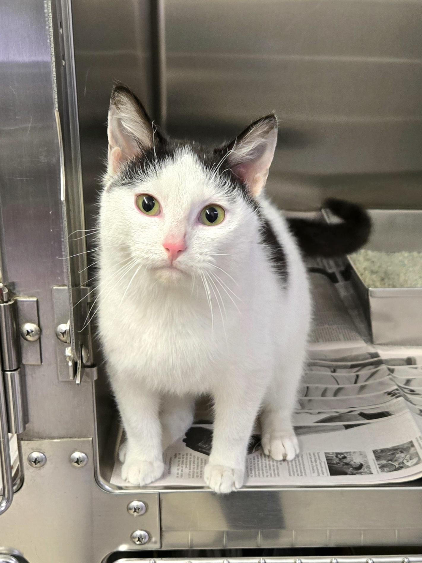 Hayden, a ADOPTABLE Domestic Short Hair in Arlington Heights, IL image 5/6