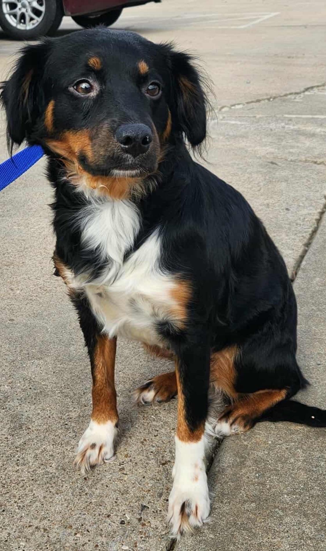 Mimzie (foster to adopt), a ADOPTABLE Australian Shepherd image 1/2