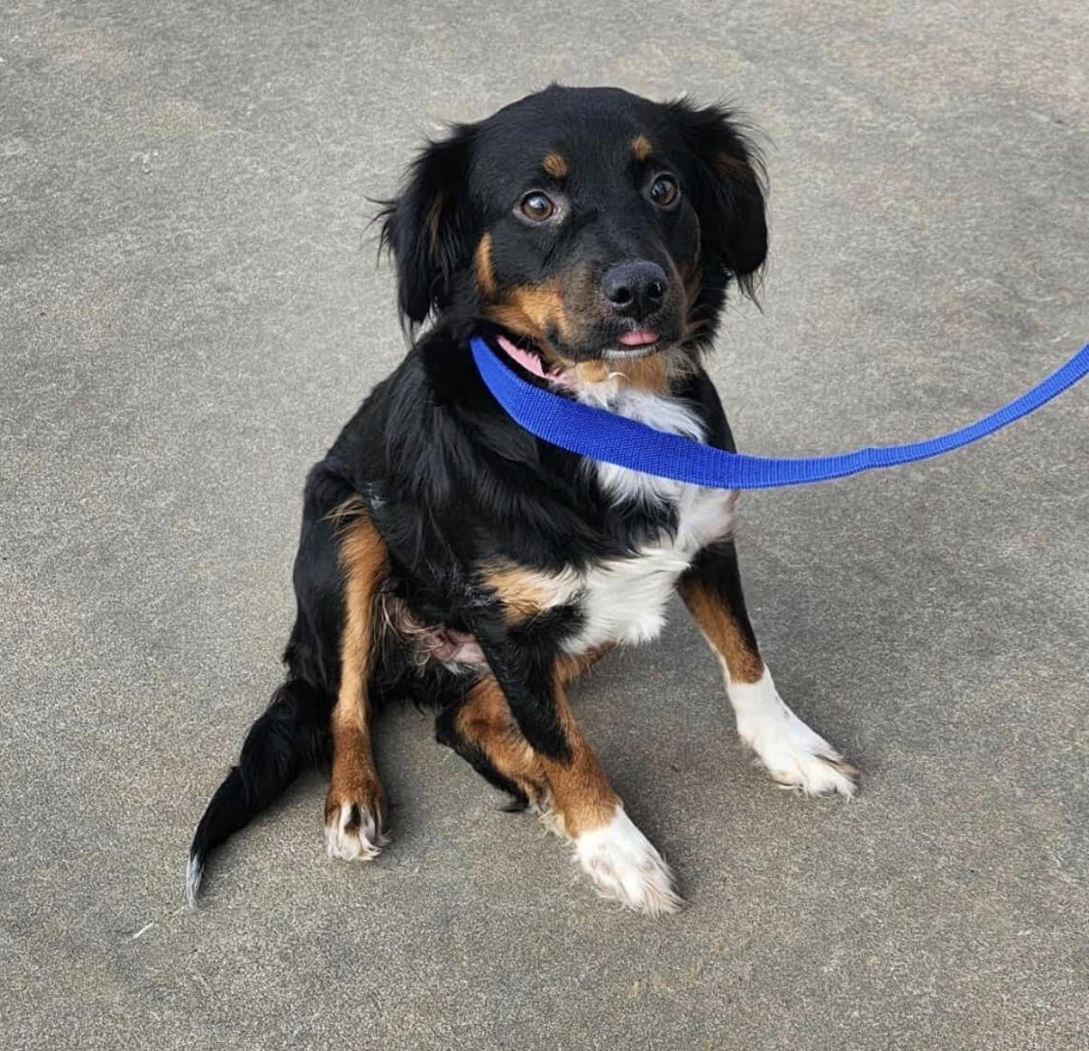 Mimzie (foster to adopt), a ADOPTABLE Australian Shepherd image 2/2