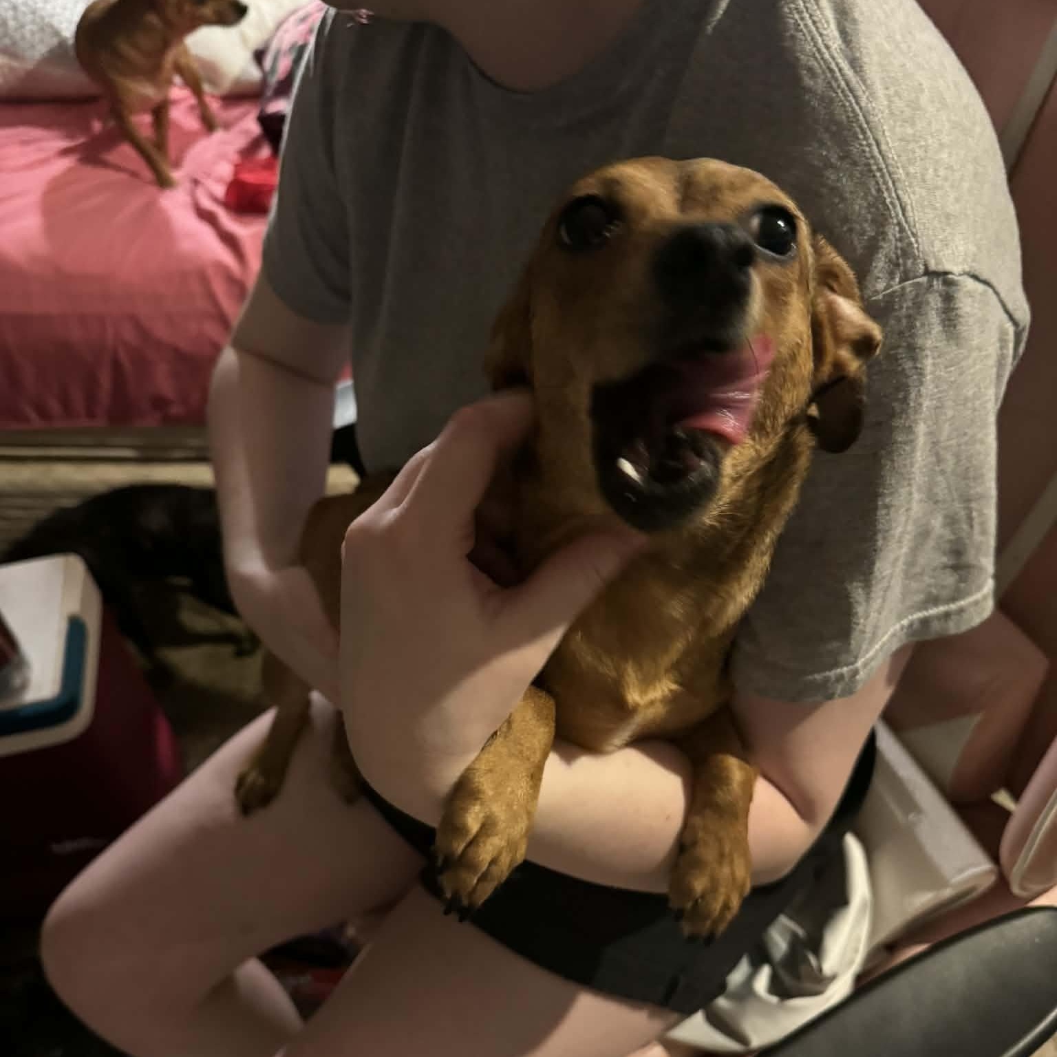 Enlarge Selena, an adopted mixed breed in Paramus, NJ image 6/6