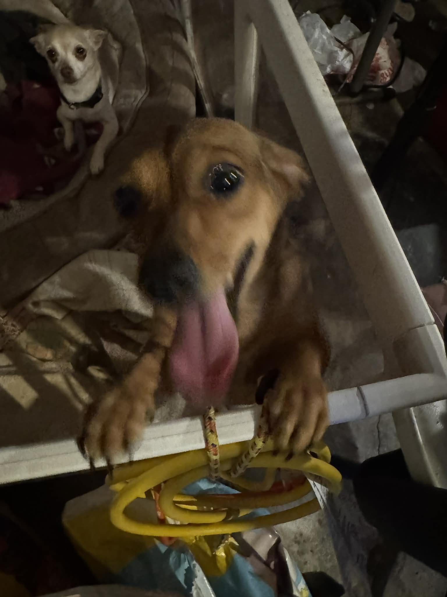 Enlarge Selena, an adopted mixed breed in Paramus, NJ image 4/6