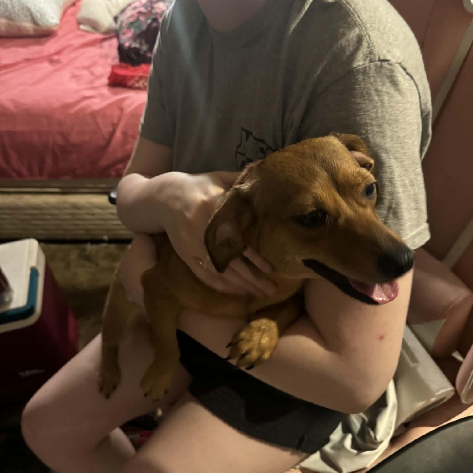 Enlarge Selena, an adopted mixed breed in Paramus, NJ image 2/6