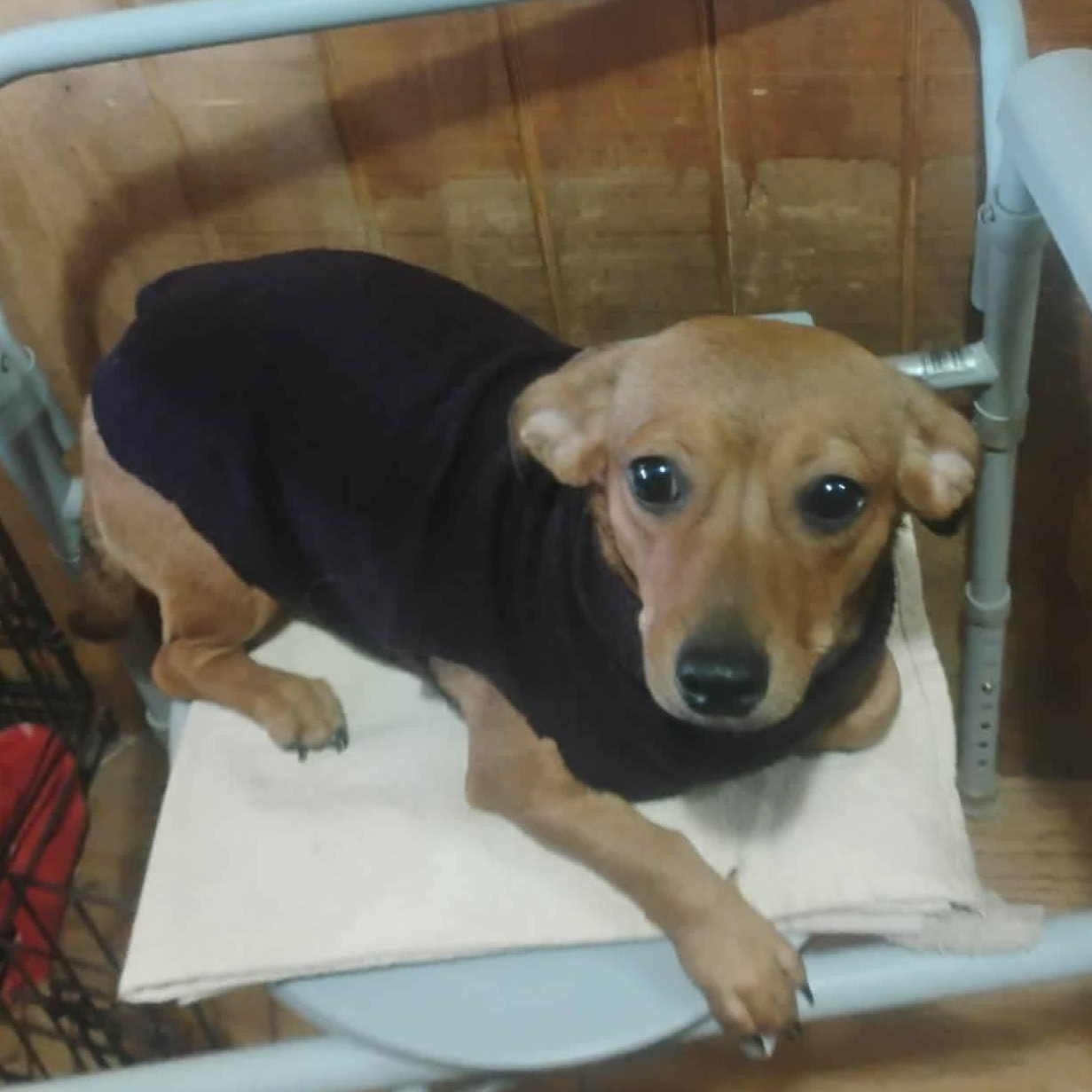 Enlarge Selena, an adopted mixed breed in Paramus, NJ image 1/6