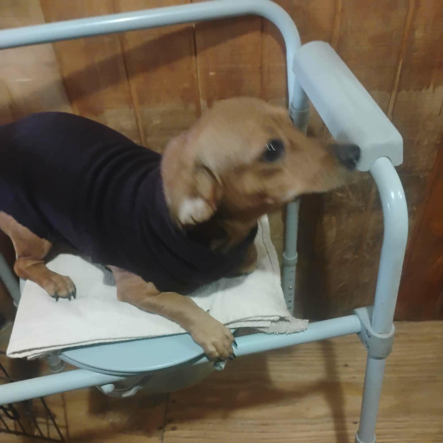 Enlarge Selena, an adopted mixed breed in Paramus, NJ image 5/6