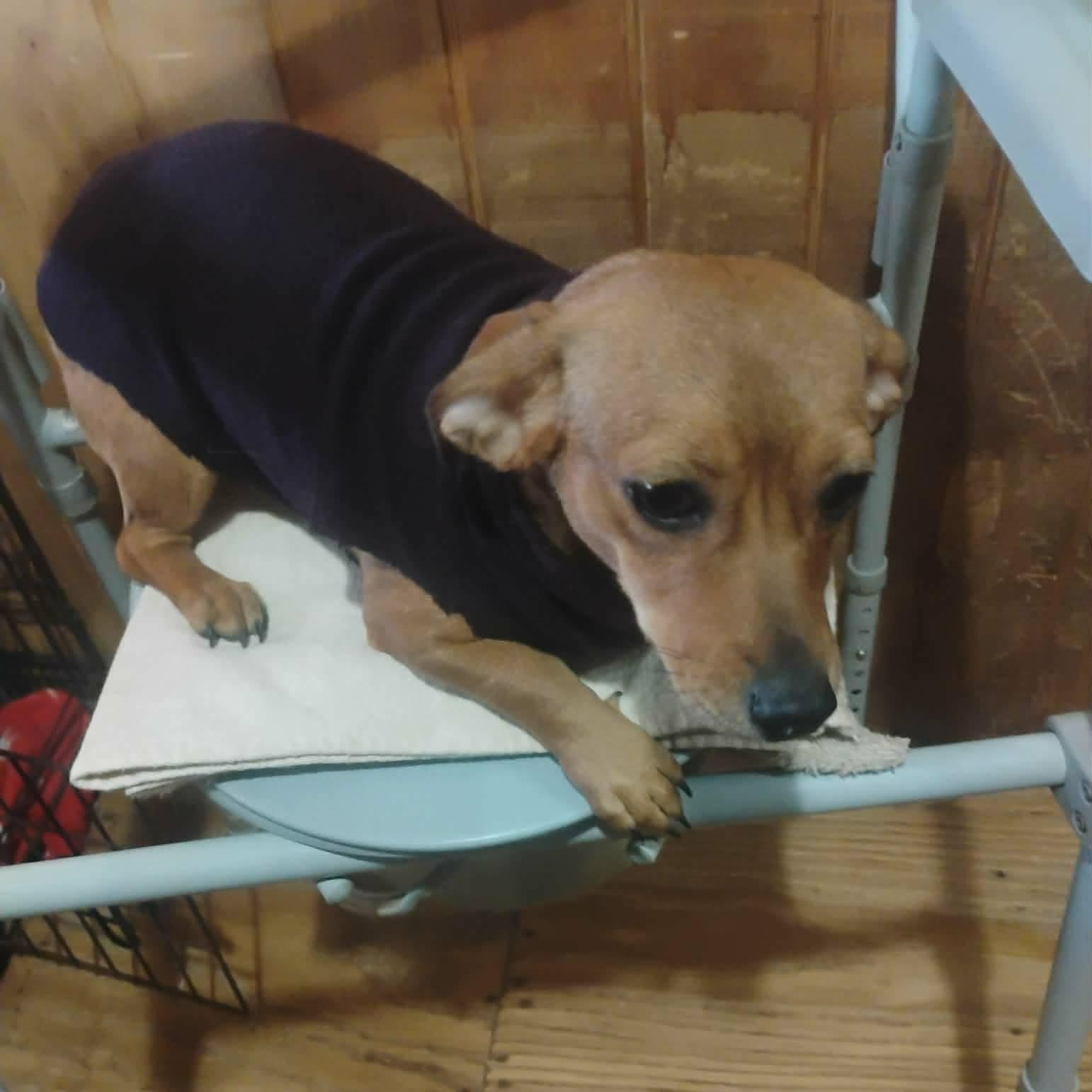 Enlarge Selena, an adopted mixed breed in Paramus, NJ image 3/6