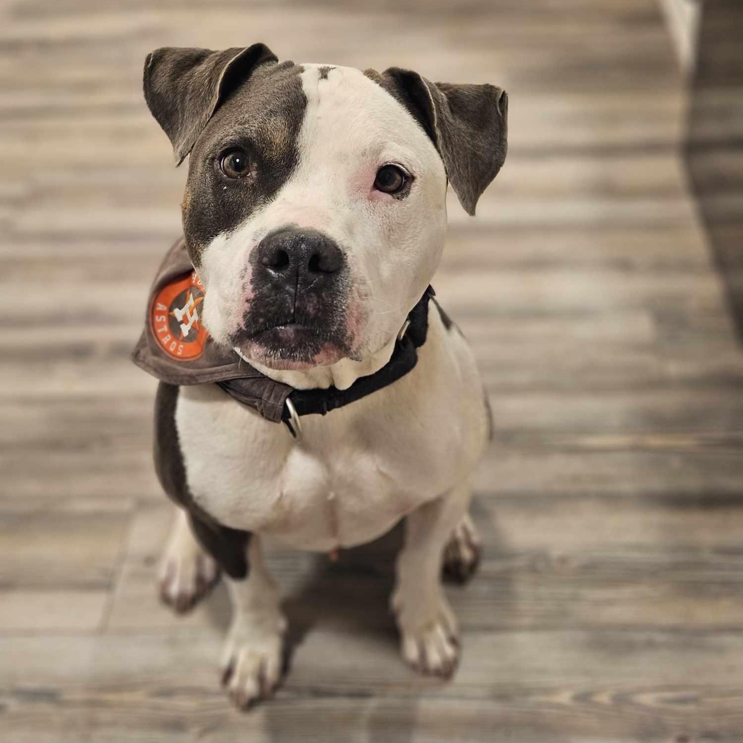 Brad, Adoptable, Adult Male American Staffordshire Terrier.