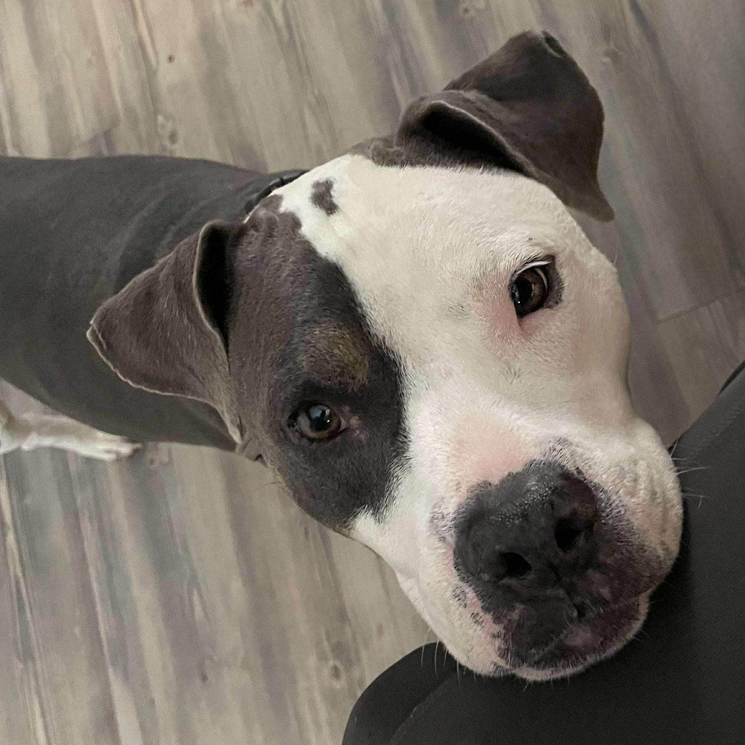 Brad, a Adoptable American Staffordshire Terrier in Houston, TX image 2/5