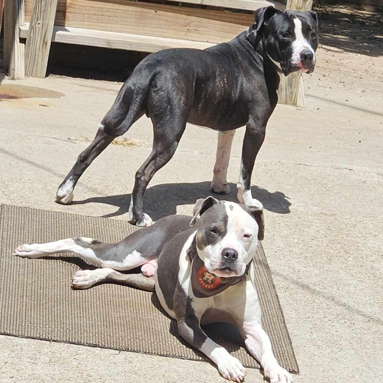 Brad, a Adoptable American Staffordshire Terrier in Houston, TX image 3/5