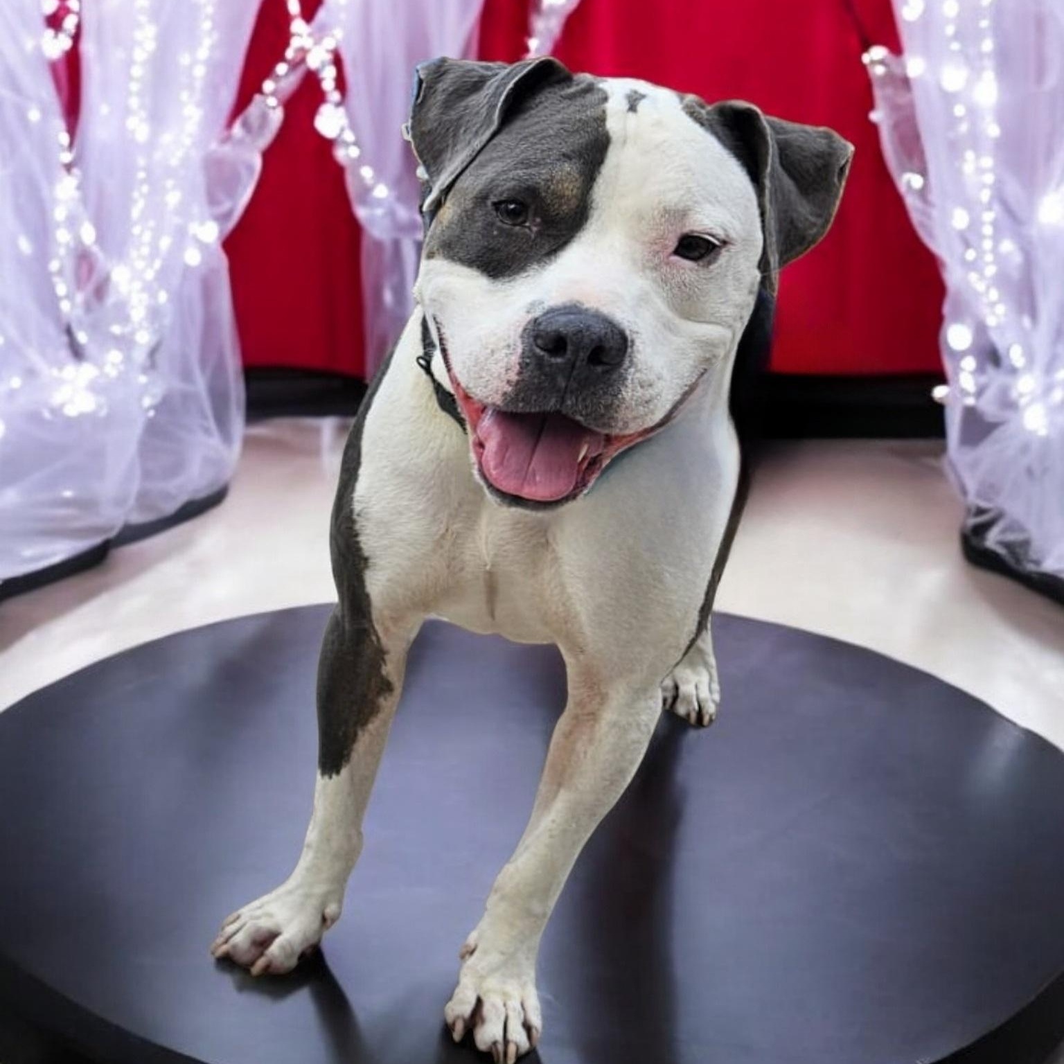Brad, a Adoptable American Staffordshire Terrier in Houston, TX image 5/5