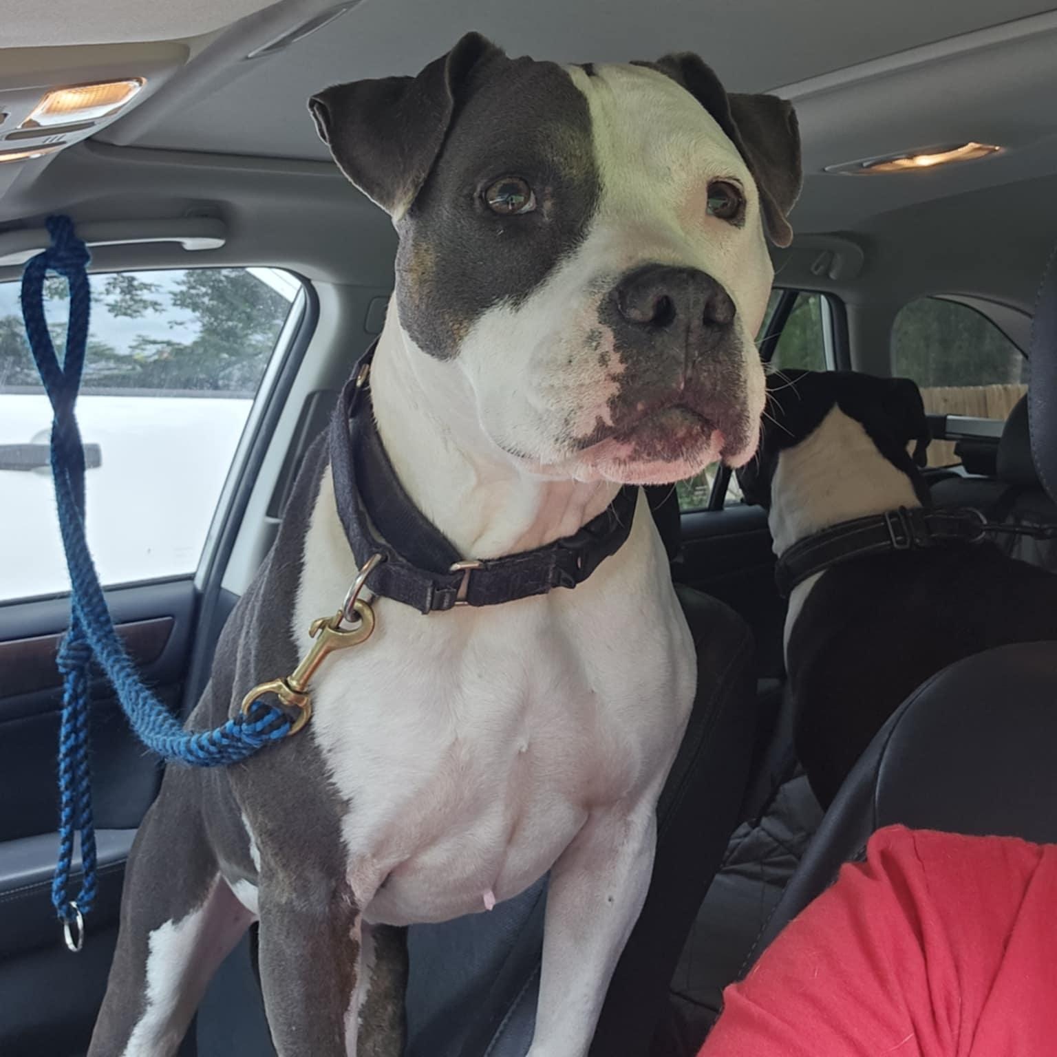 Brad, a Adoptable American Staffordshire Terrier in Houston, TX image 4/5