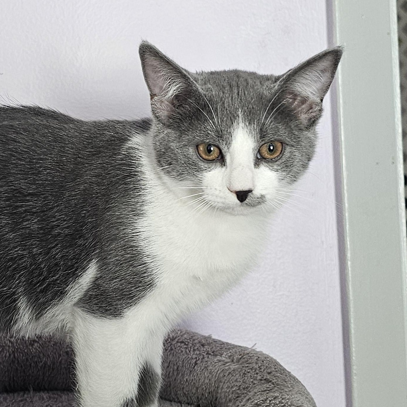 JOY, Adoptable, Kitten Female Domestic Short Hair.