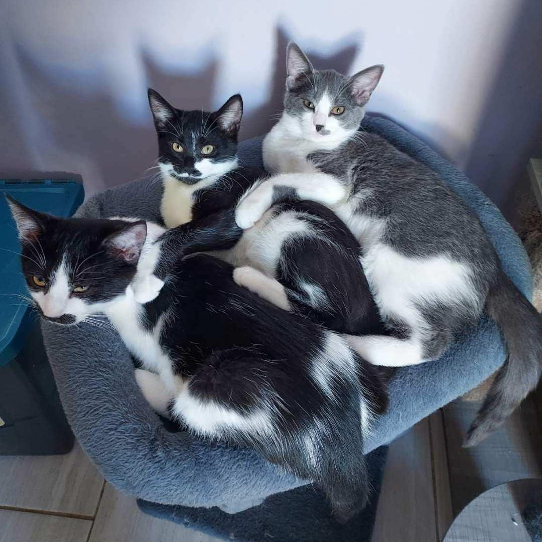 Enlarge JOY, a Adoptable Domestic Short Hair in Mount Rainier, MD image 2/2