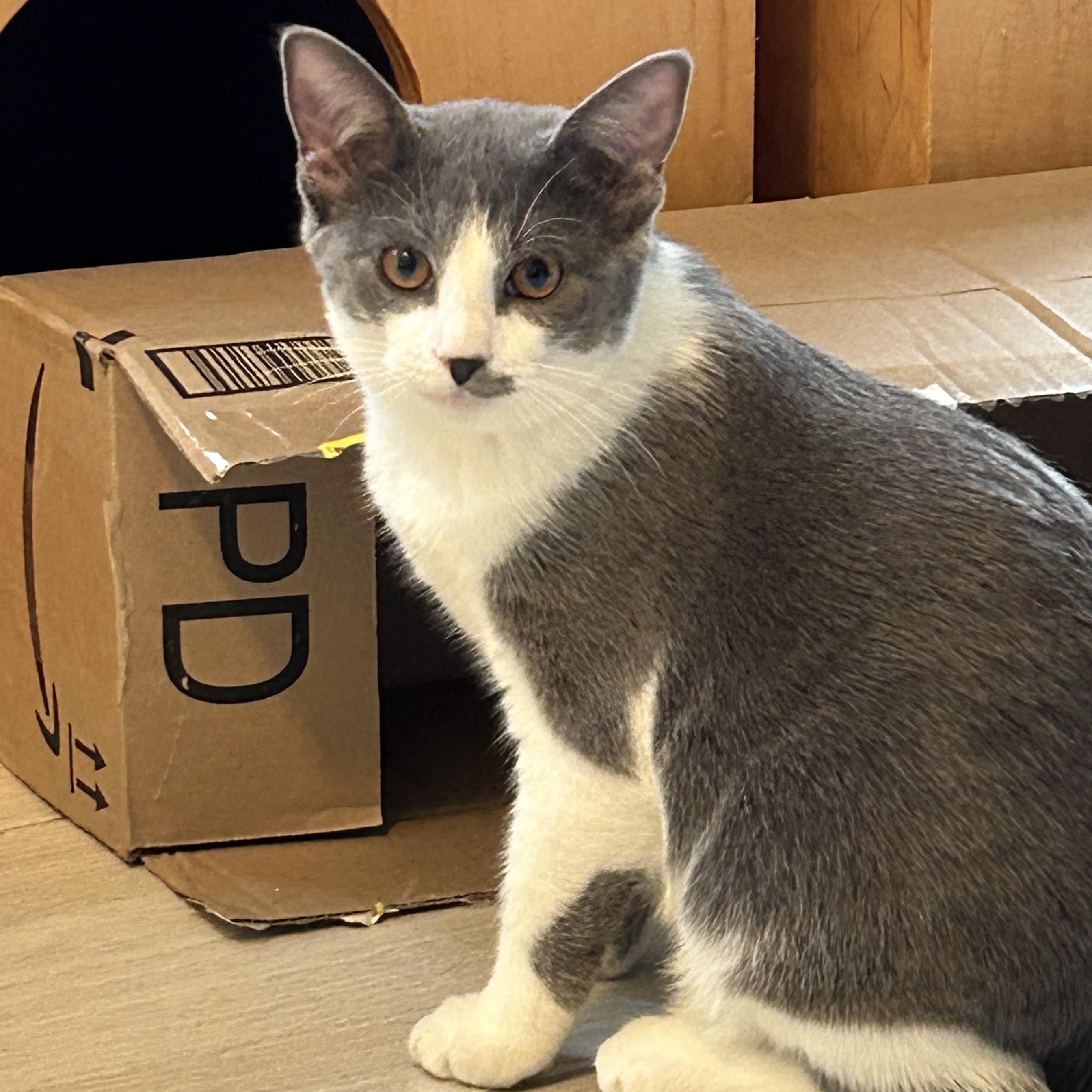 Enlarge JOY, an adopted Domestic Short Hair in Mount Rainier, MD image 4/4