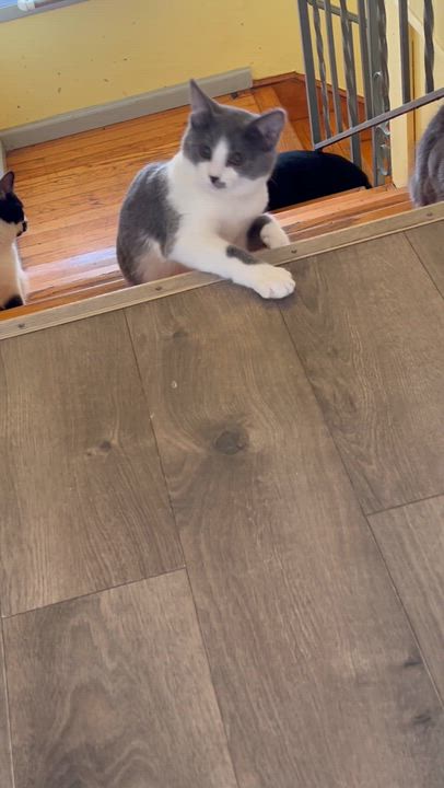 Enlarge JOY, an adopted Domestic Short Hair in Mount Rainier, MD video 3/4