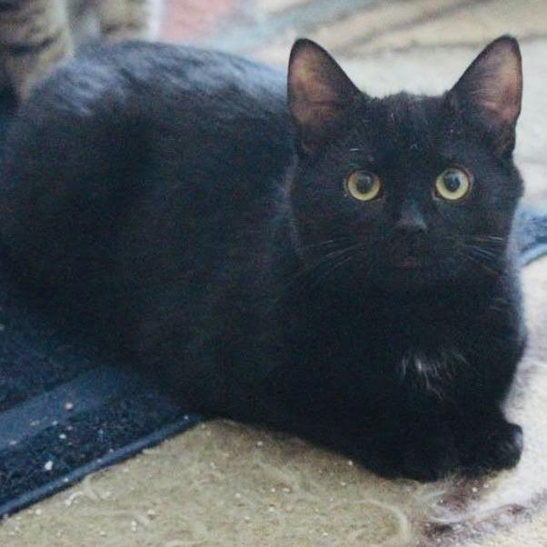 Pico C6256, a Adoptable Domestic Short Hair in Princeton, MN image 1/6