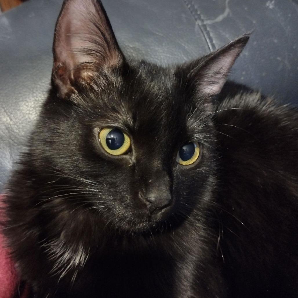 Pico C6256, a Adoptable Domestic Short Hair in Princeton, MN image 2/6