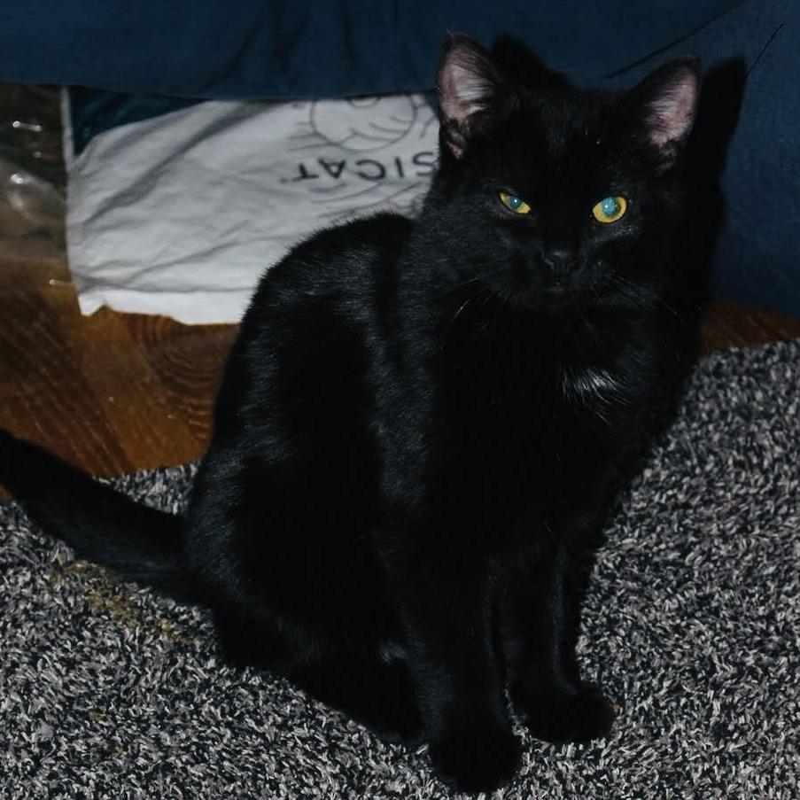 Pico C6256, a Adoptable Domestic Short Hair in Princeton, MN image 3/6