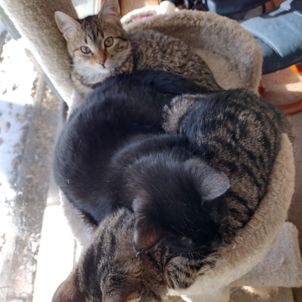 Pico C6256, a Adoptable Domestic Short Hair in Princeton, MN image 4/6