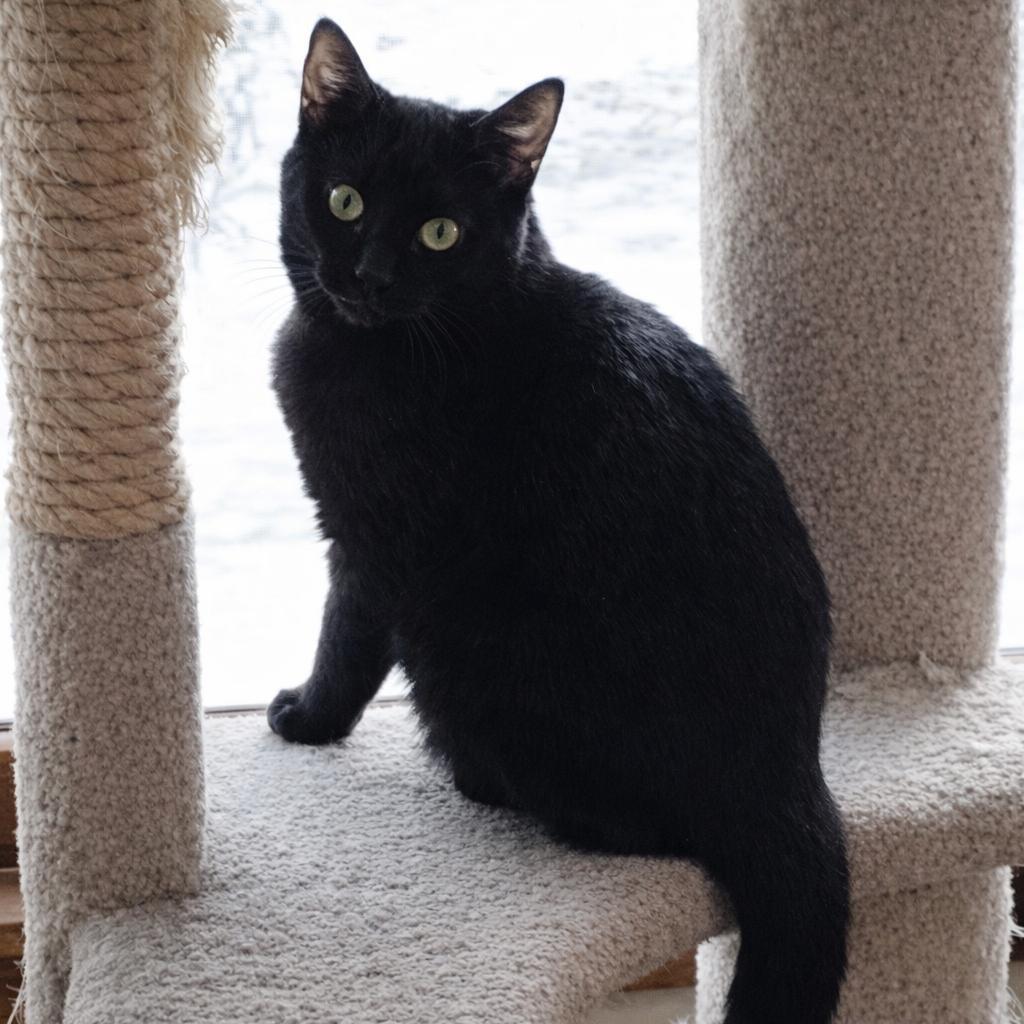 Pico C6256, a Adoptable Domestic Short Hair in Princeton, MN image 5/6