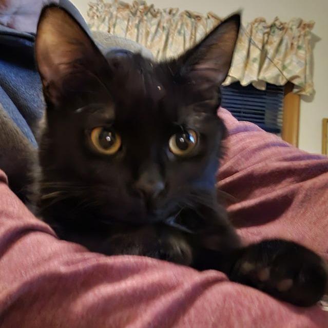 Pico C6256, a Adoptable Domestic Short Hair in Princeton, MN image 6/6