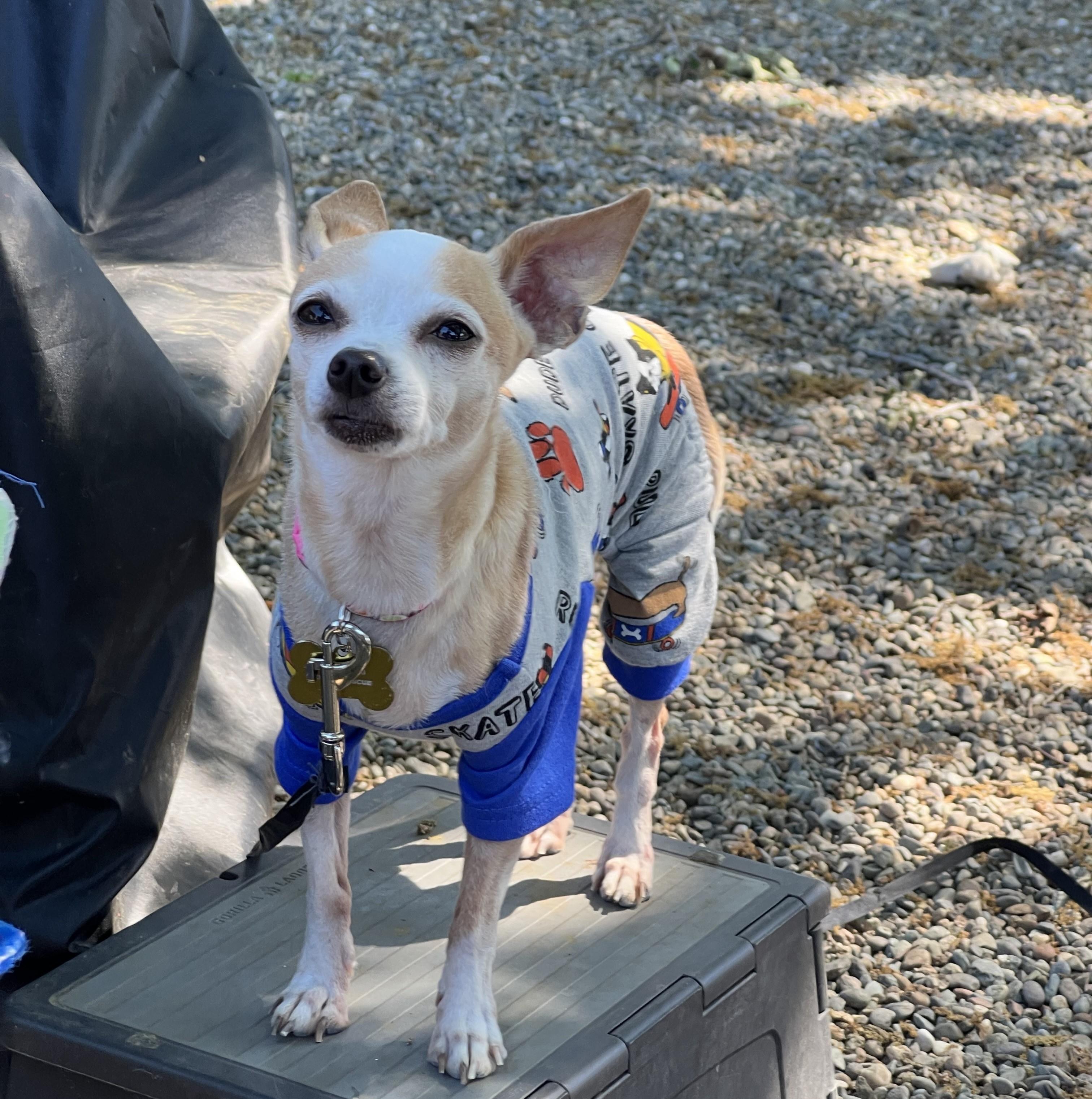 Enlarge Tatiana, an adopted Chihuahua in Sacramento, CA image 1/6