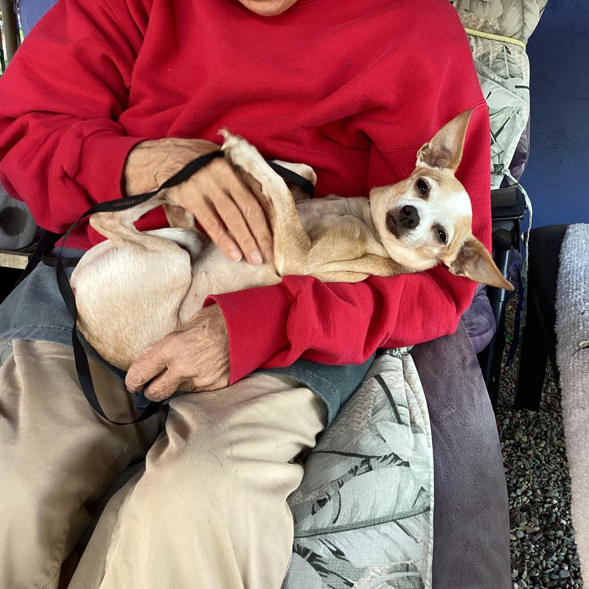 Enlarge Tatiana, an adopted Chihuahua in Sacramento, CA image 3/6