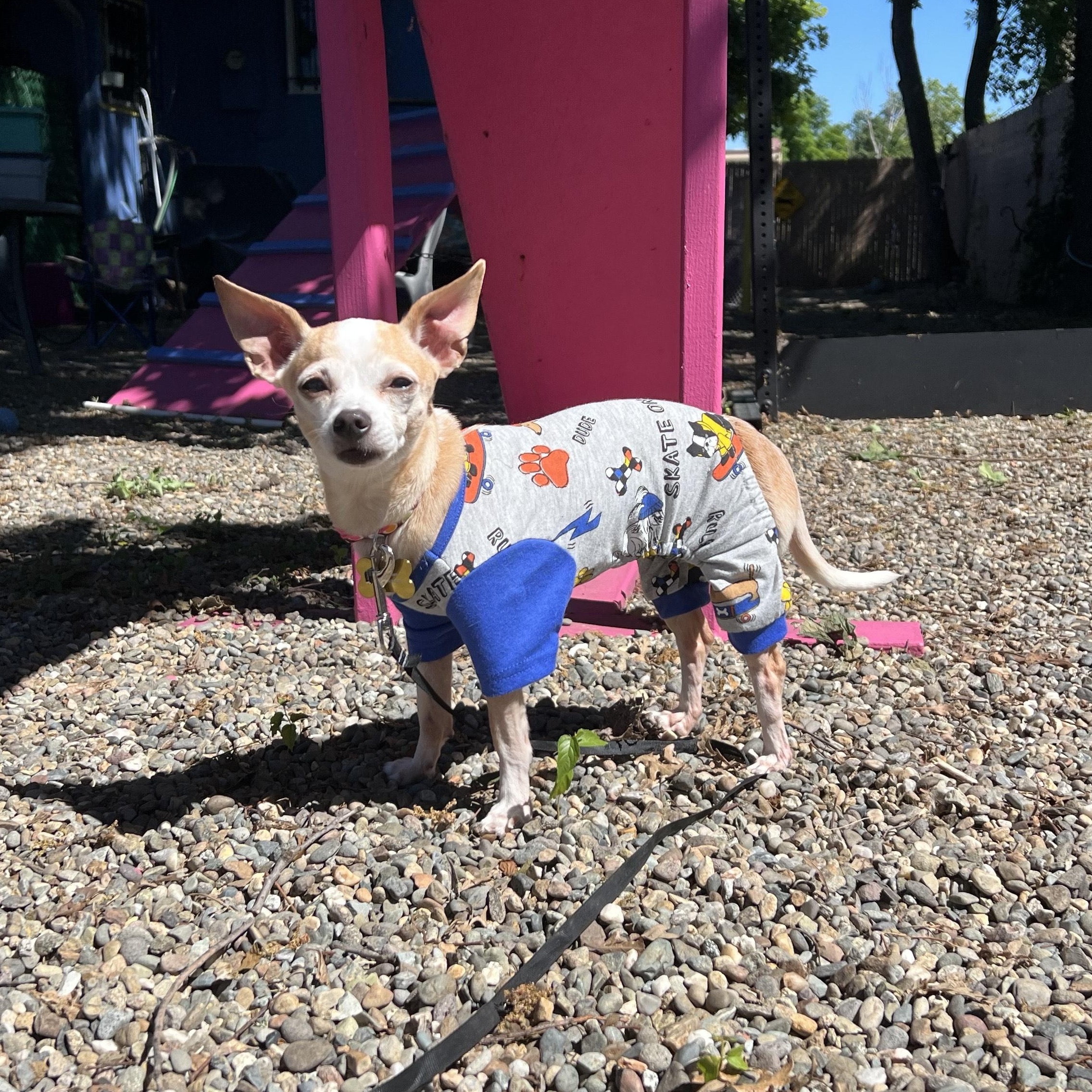 Enlarge Tatiana, an adopted Chihuahua in Sacramento, CA image 5/6