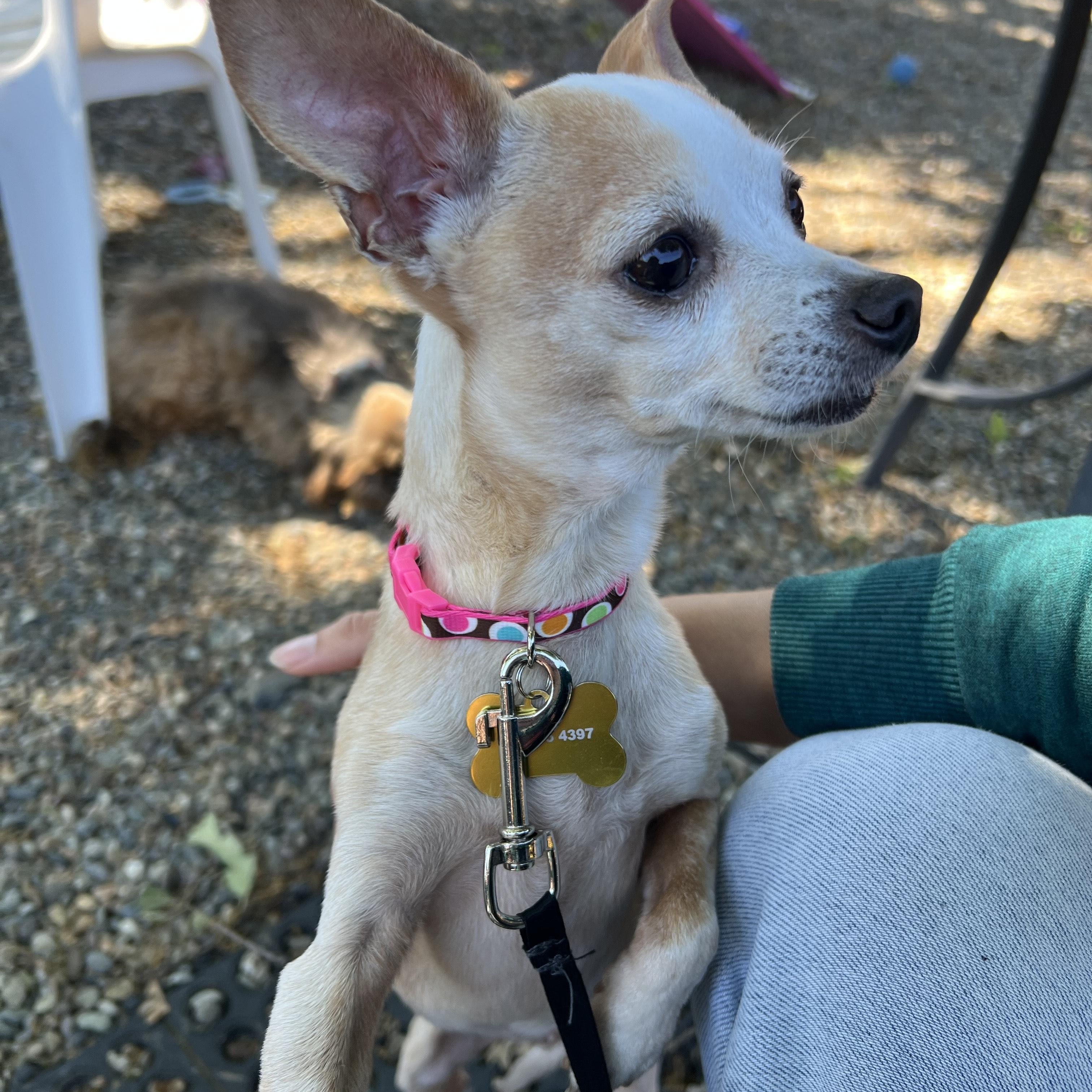 Enlarge Tatiana, an adopted Chihuahua in Sacramento, CA image 2/6