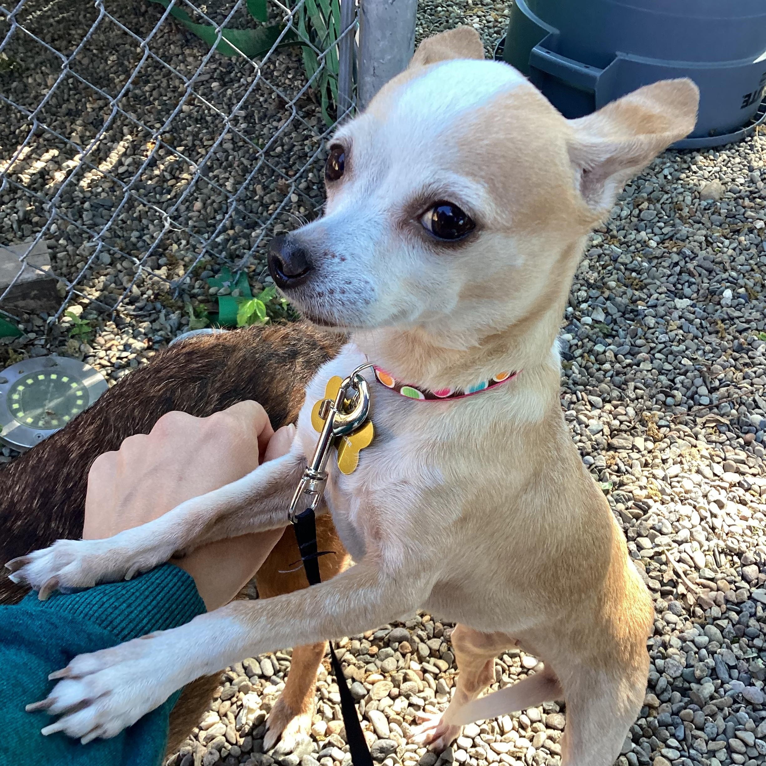 Enlarge Tatiana, an adopted Chihuahua in Sacramento, CA image 6/6