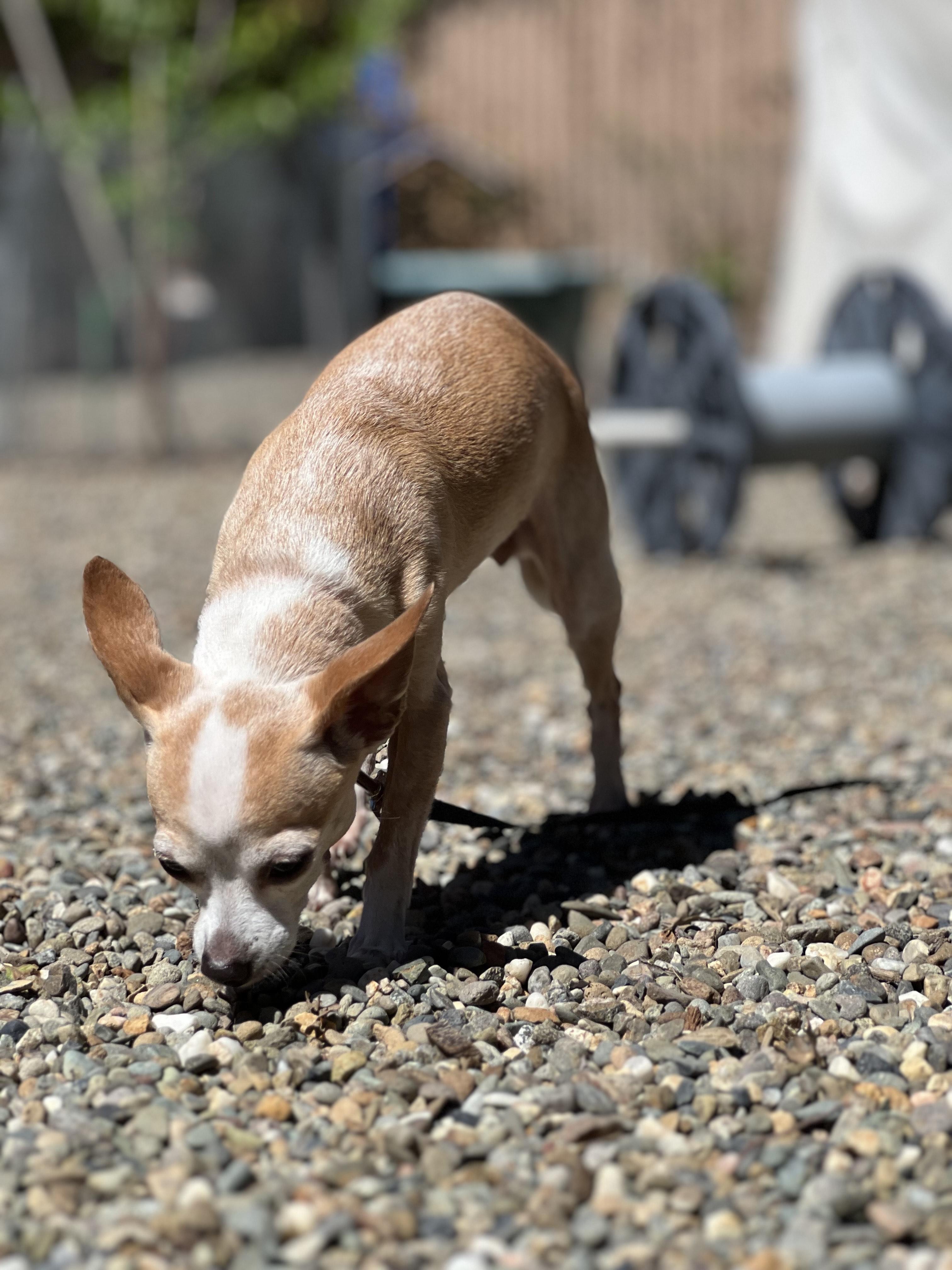 Enlarge Tatiana, an adopted Chihuahua in Sacramento, CA image 4/6